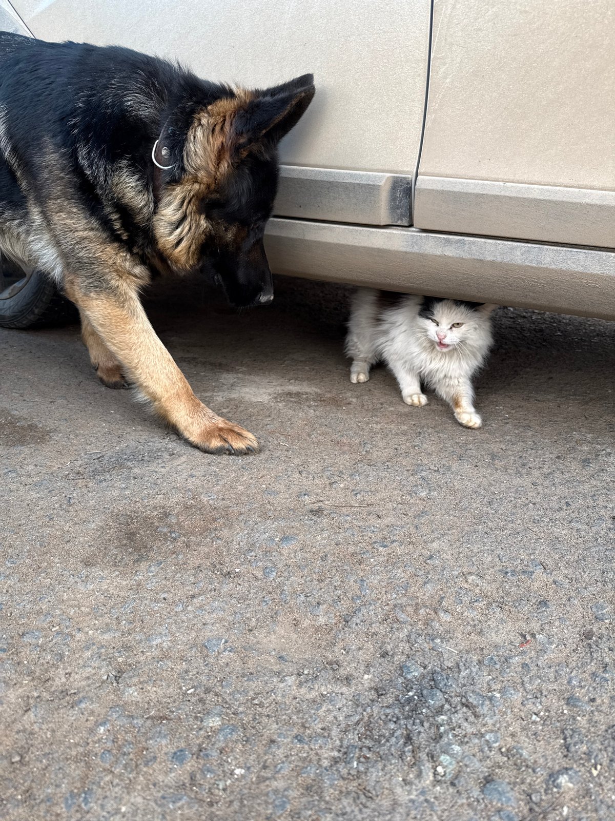Pet interaction and rust cleaning captured in Russia