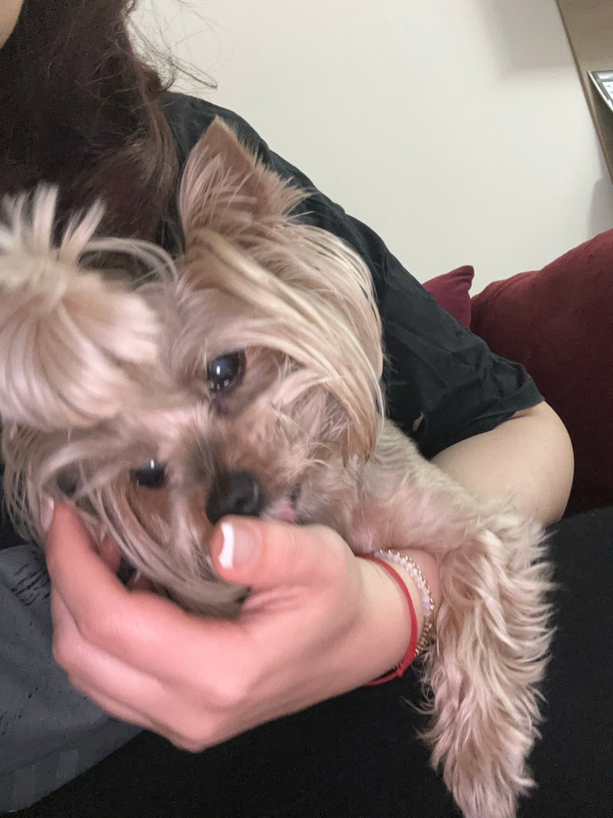 Domestic moments with Yorkshire Terrier documented in Sofia apartment
