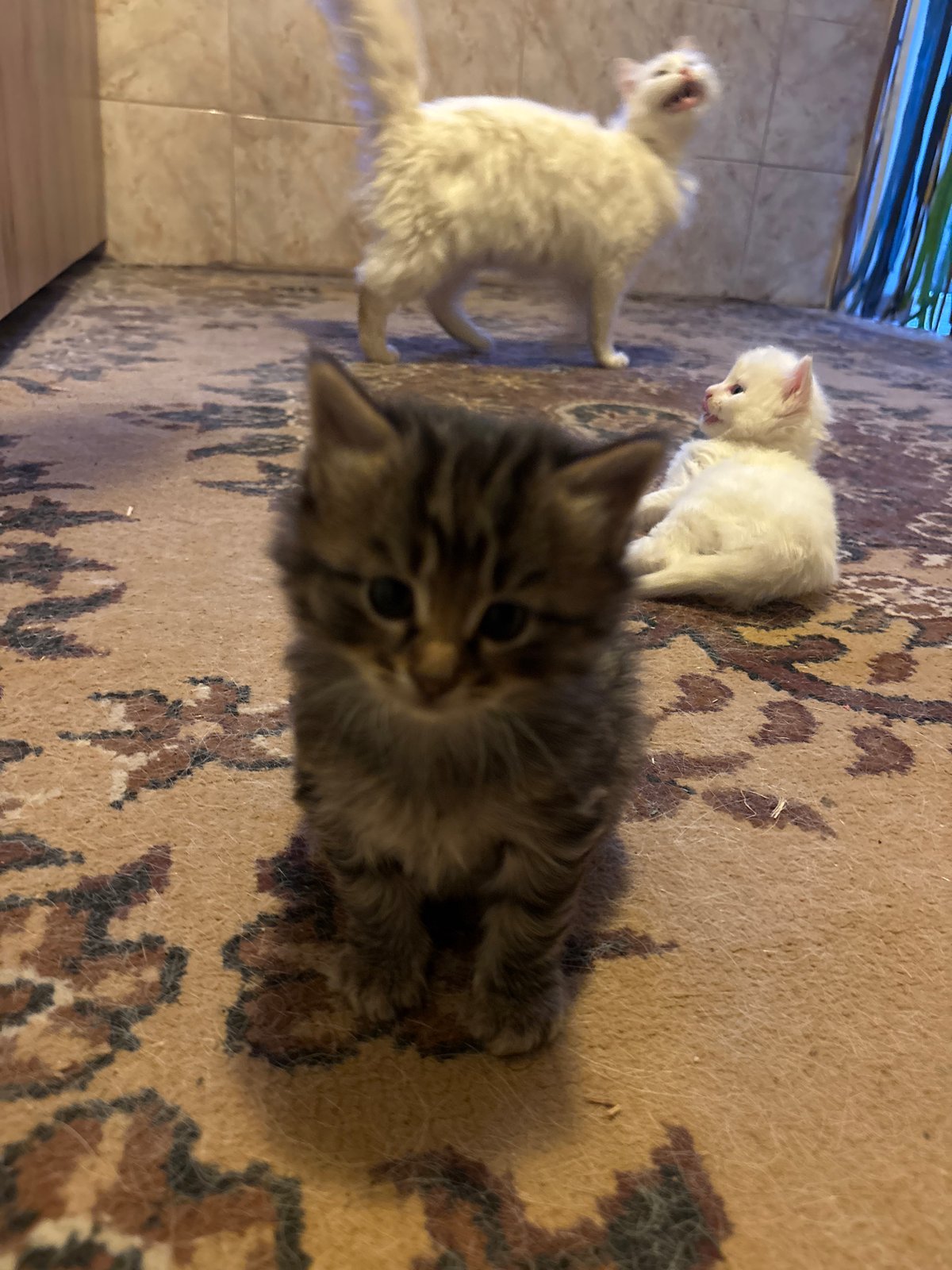 Pet owner photographs parakeet and kittens in Asenovgrad home