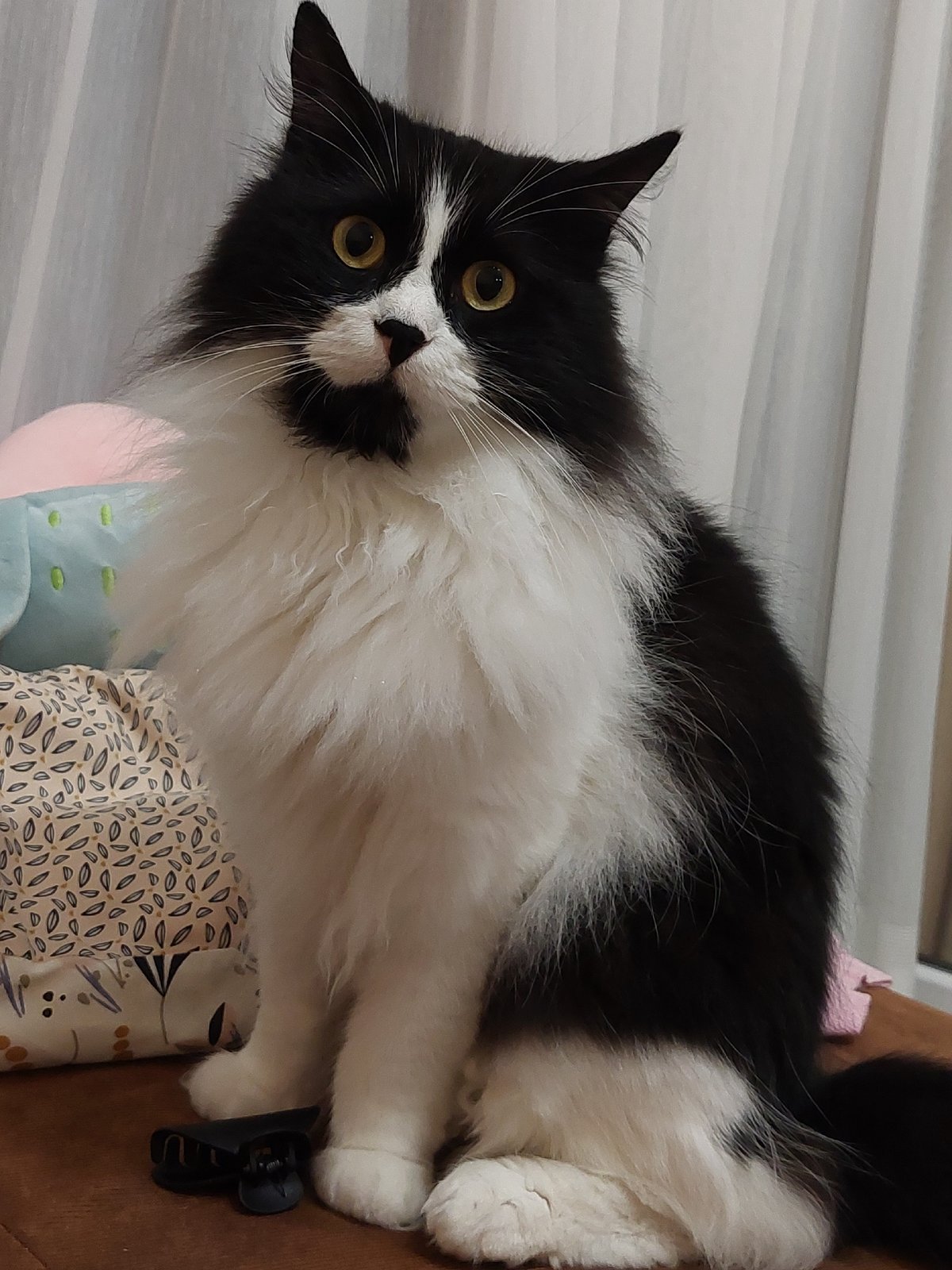 Long-haired cat photographed lounging indoors in Plovdiv evening session