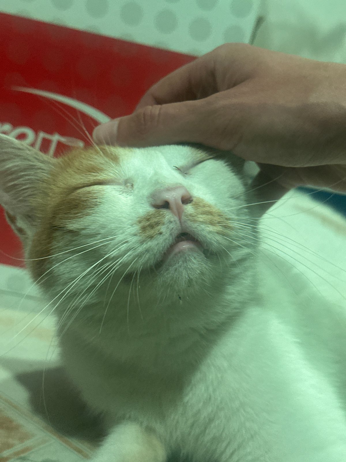 Cat photographed being petted in Vietnam home, street scenes