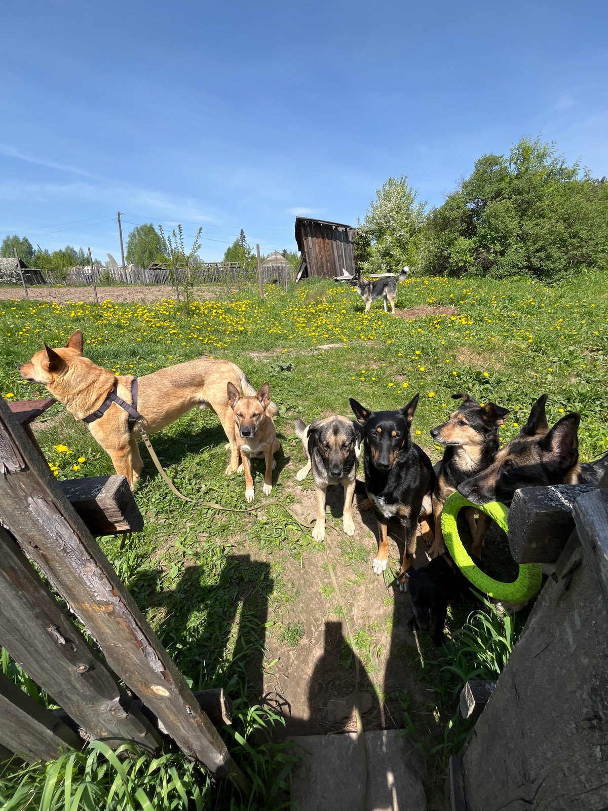Morning dog life documented in Nizhny Tagil households