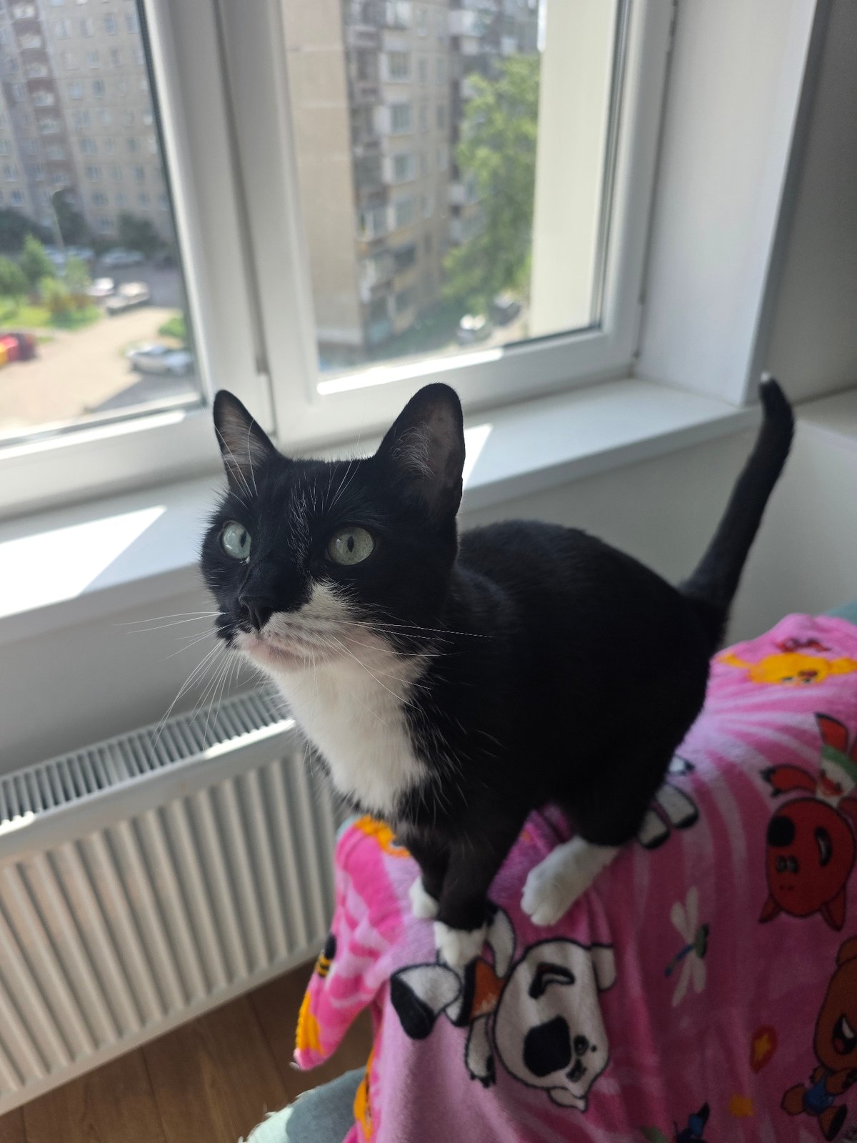 Cats, plants, and city views from a Chelyabinsk apartment morning