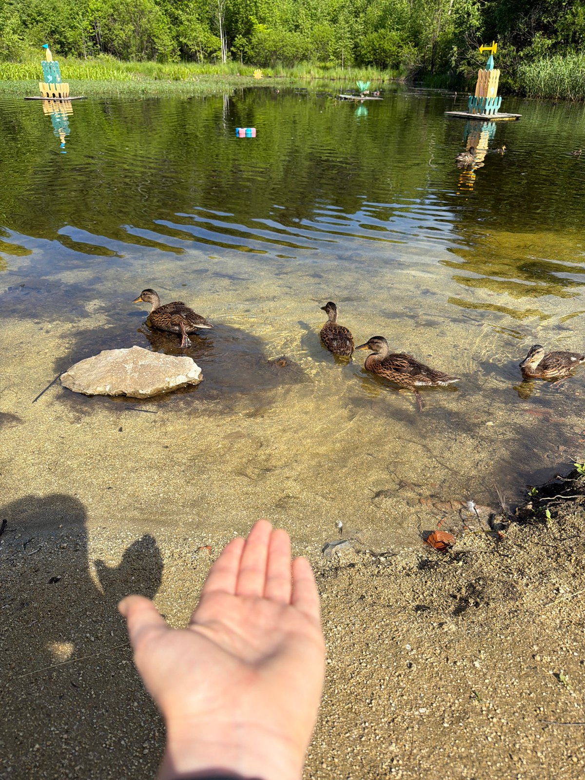 Lazy afternoon by the duck pond in Kul'dur, Russia