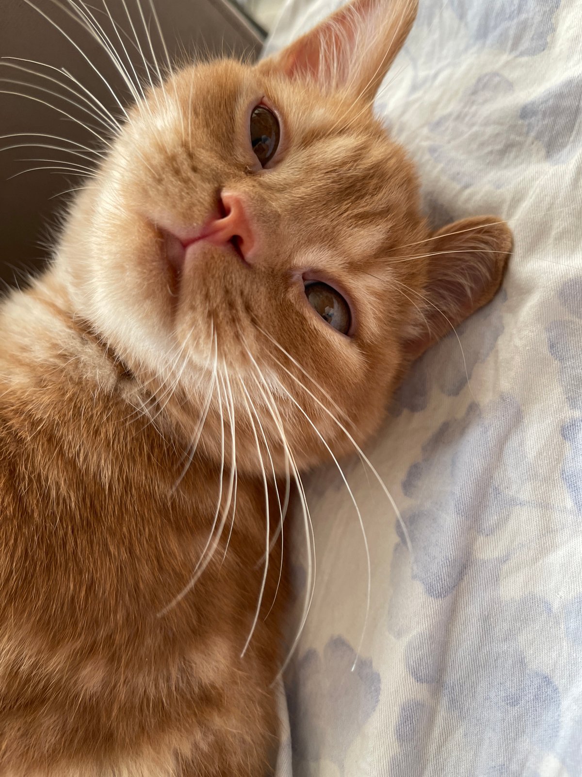 Orange tabby fully commits to a lazy morning in Kommunarka
