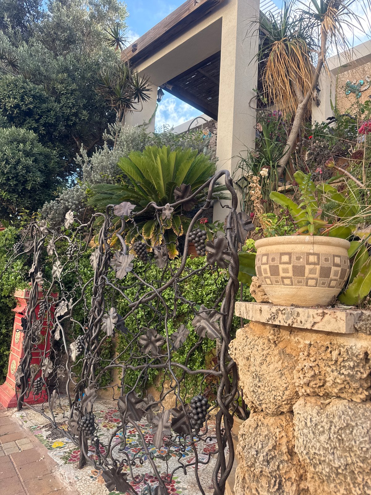 Ornamental grape vine fence observed in Netanya garden