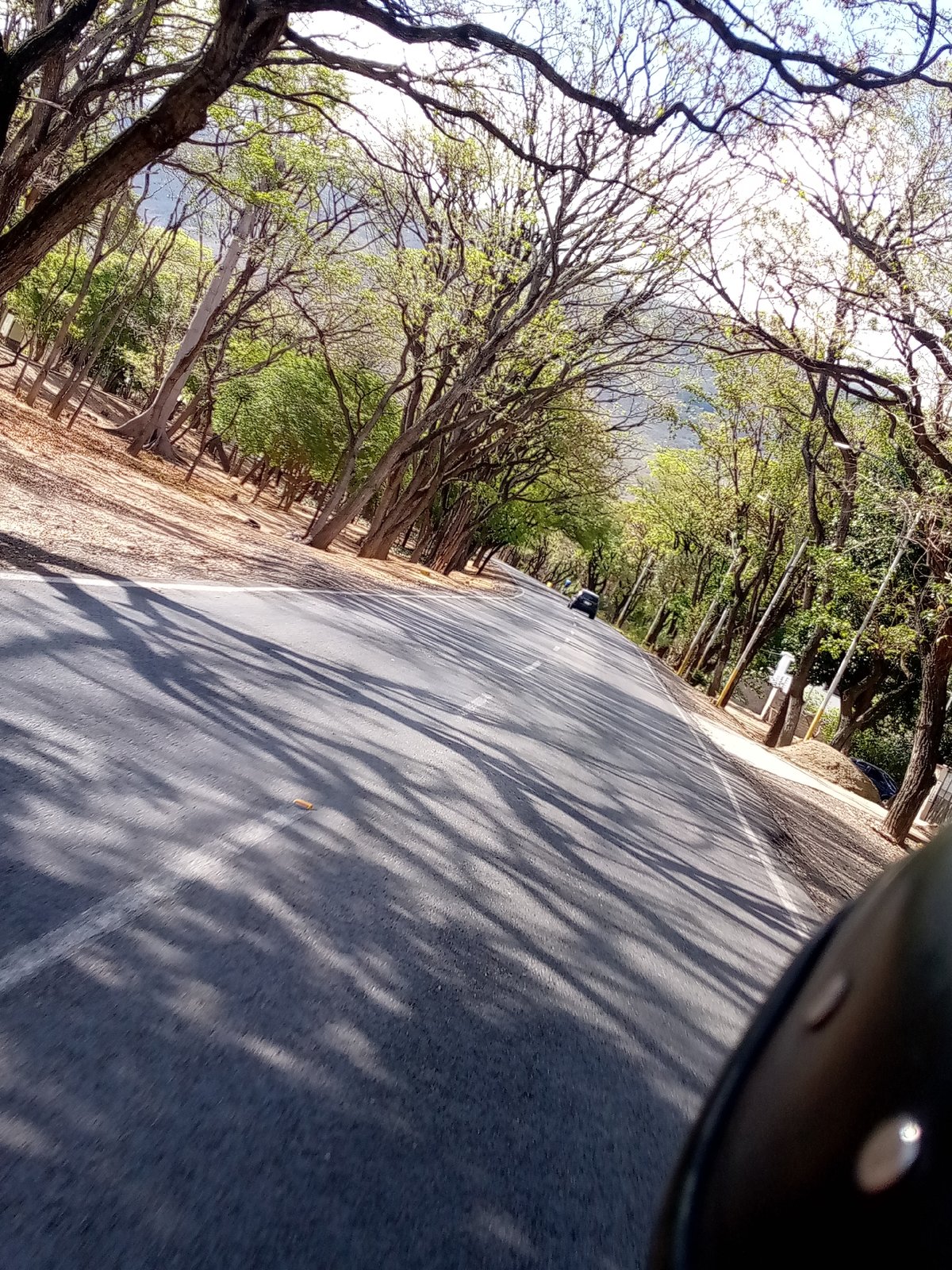 Tree-lined road forms natural tunnel in Juan Griego, Venezuela