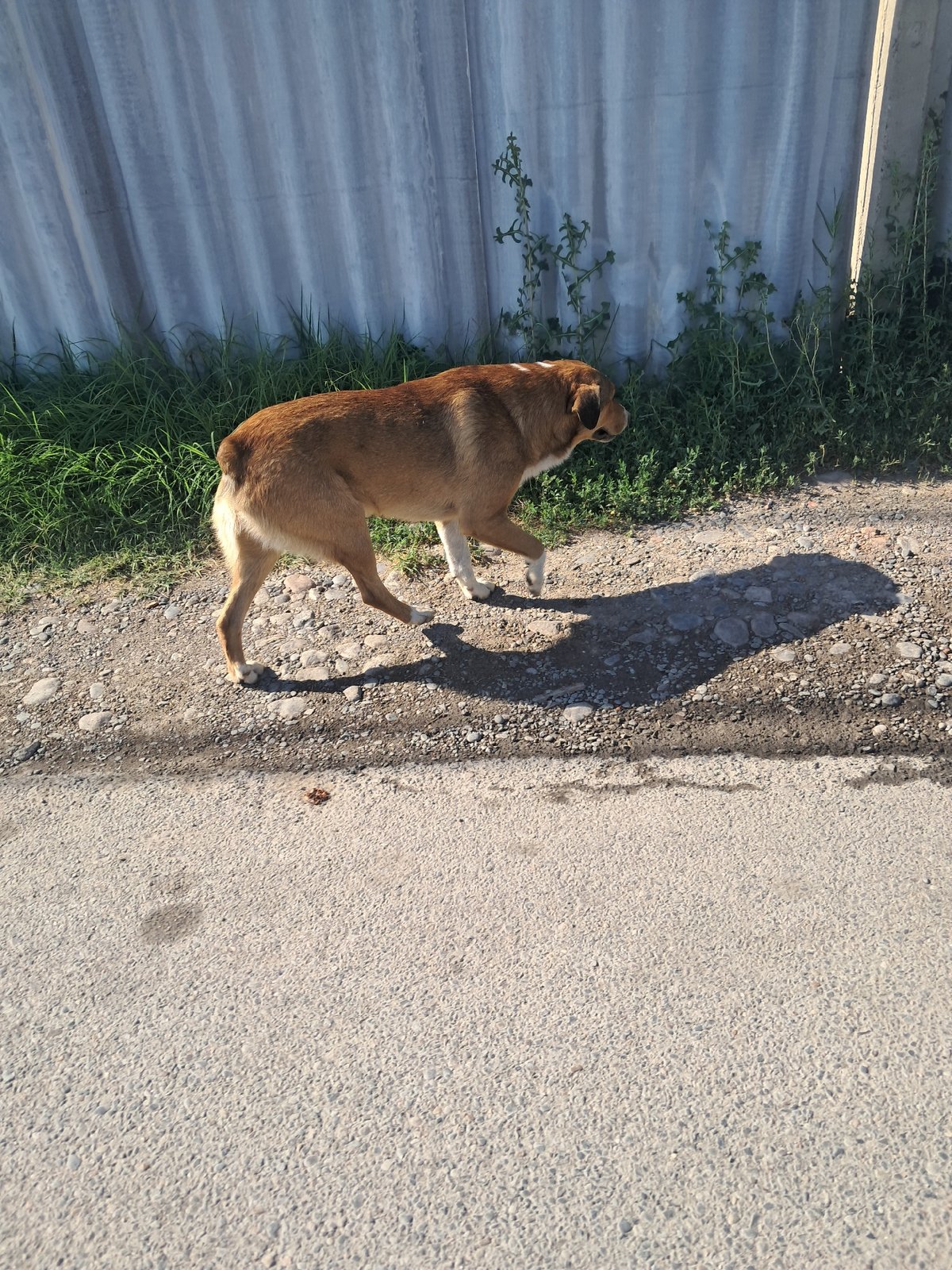 Morning walk through Shymkent: mosques, streets, and an energy drink