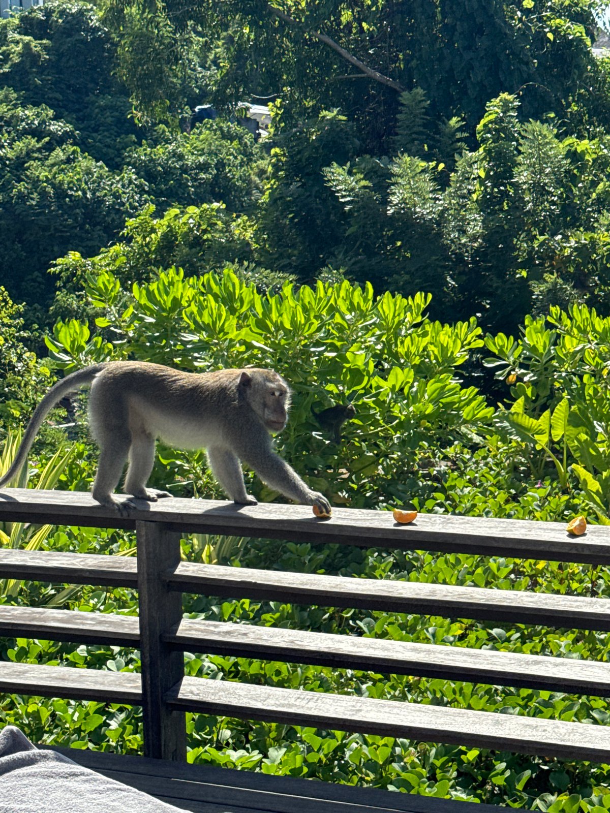 Monkeys visit resort deck in Kuta Selatan, Indonesia