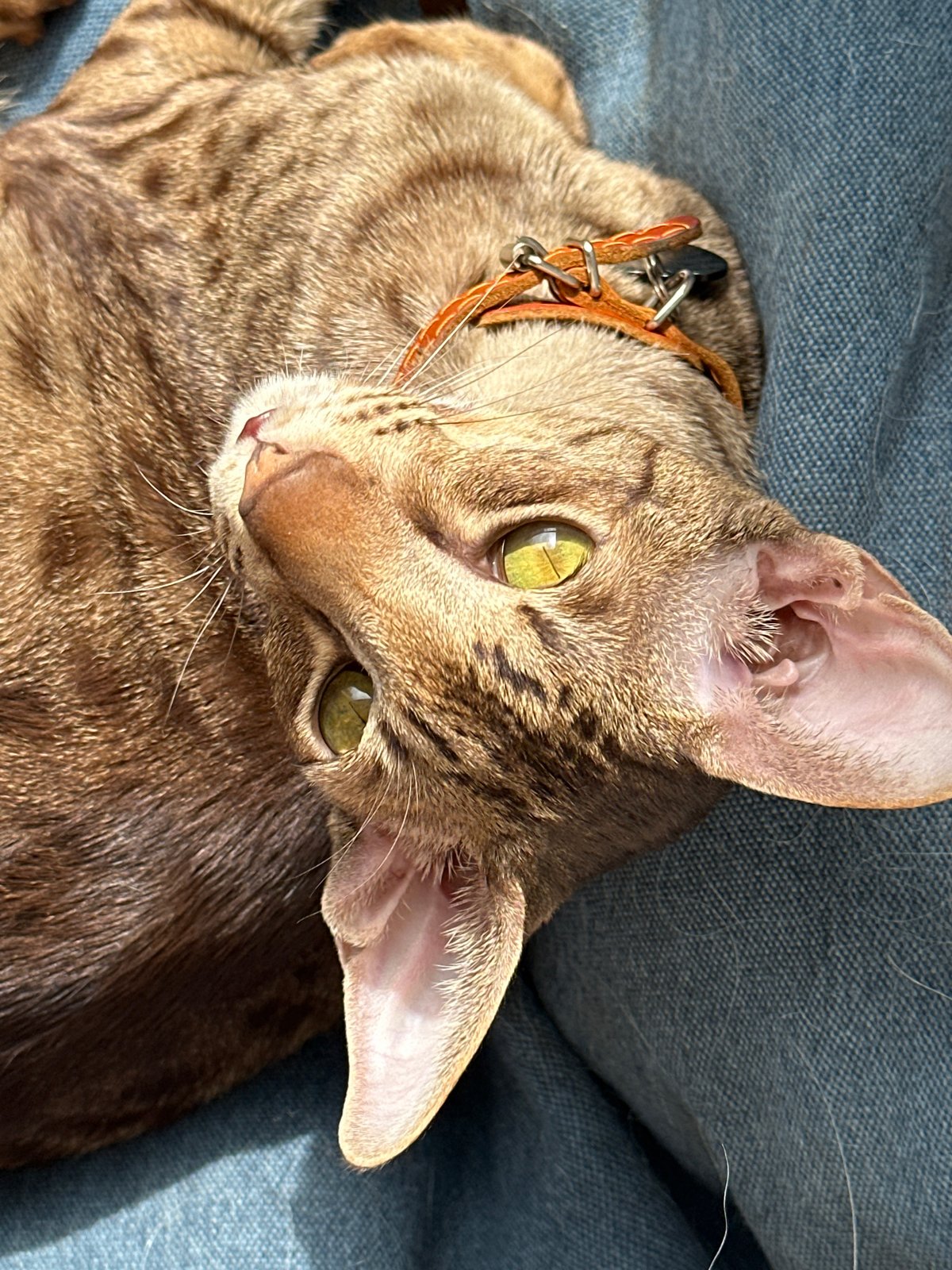 Tabby cat with green eyes photographed on blue furniture