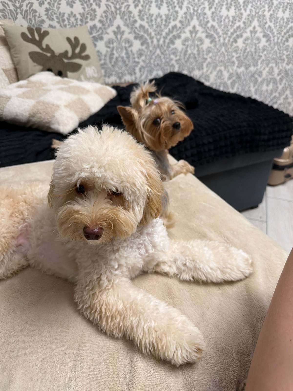 Pet photos and a selfie from a Bila Tserkva apartment