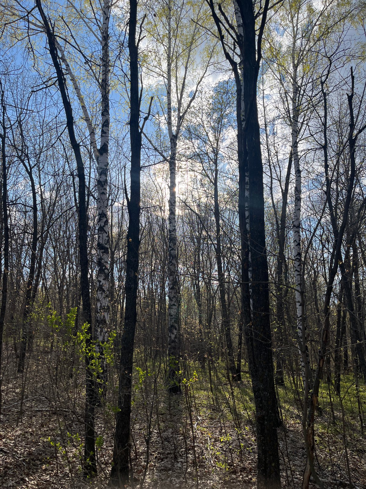 Cyclists spotted on forest paths in Ulyanovsk during spring