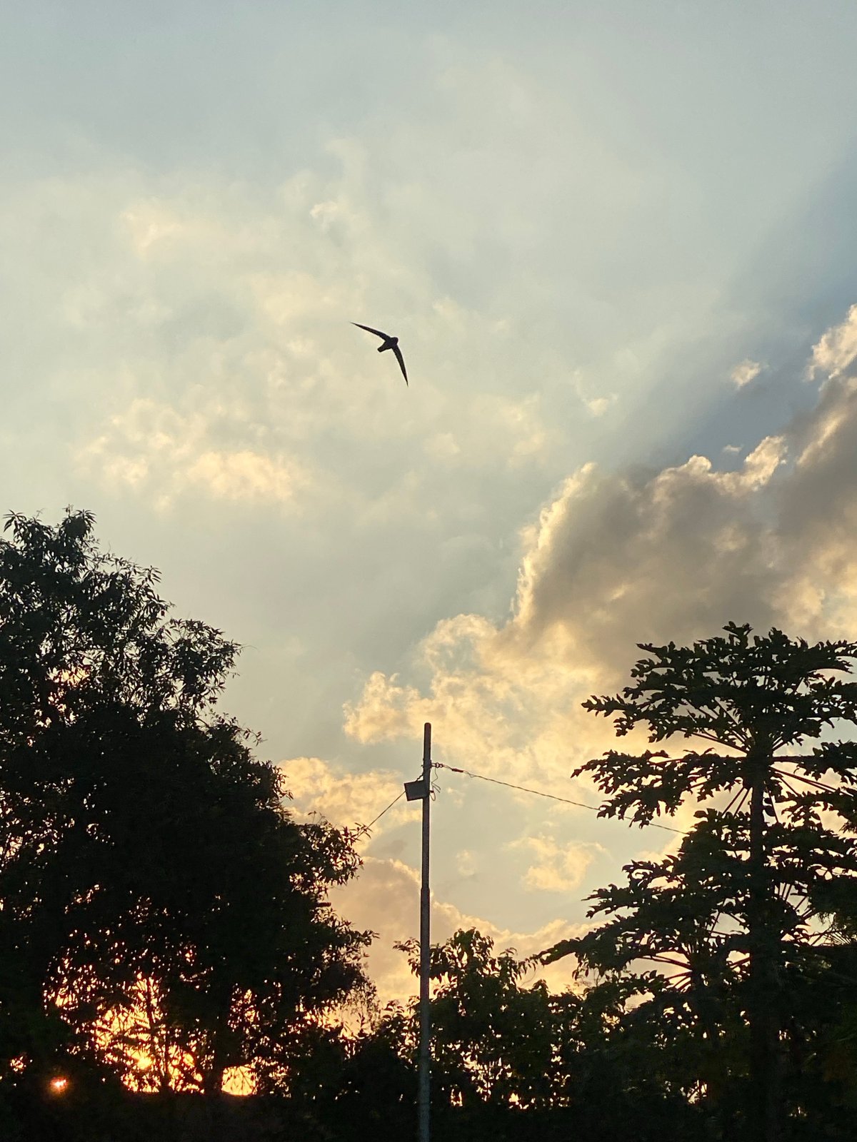 Sunset park stroll in Banjarbaru with a wasp nest find