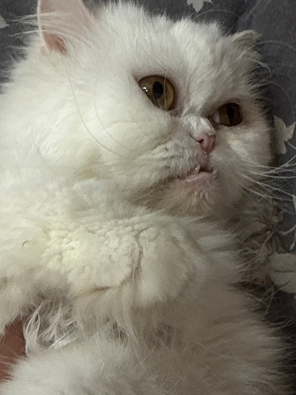 White Persian cat photographed at rest in Burgas home