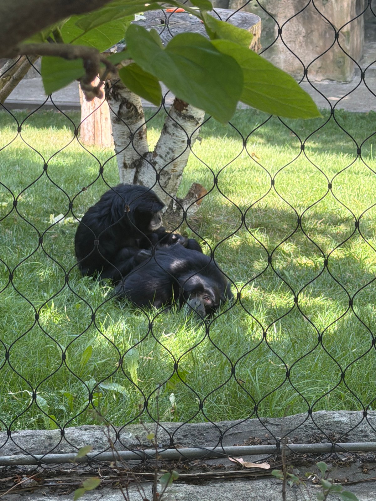 Morning walkthrough of Kyiv Zoo, animals and street art