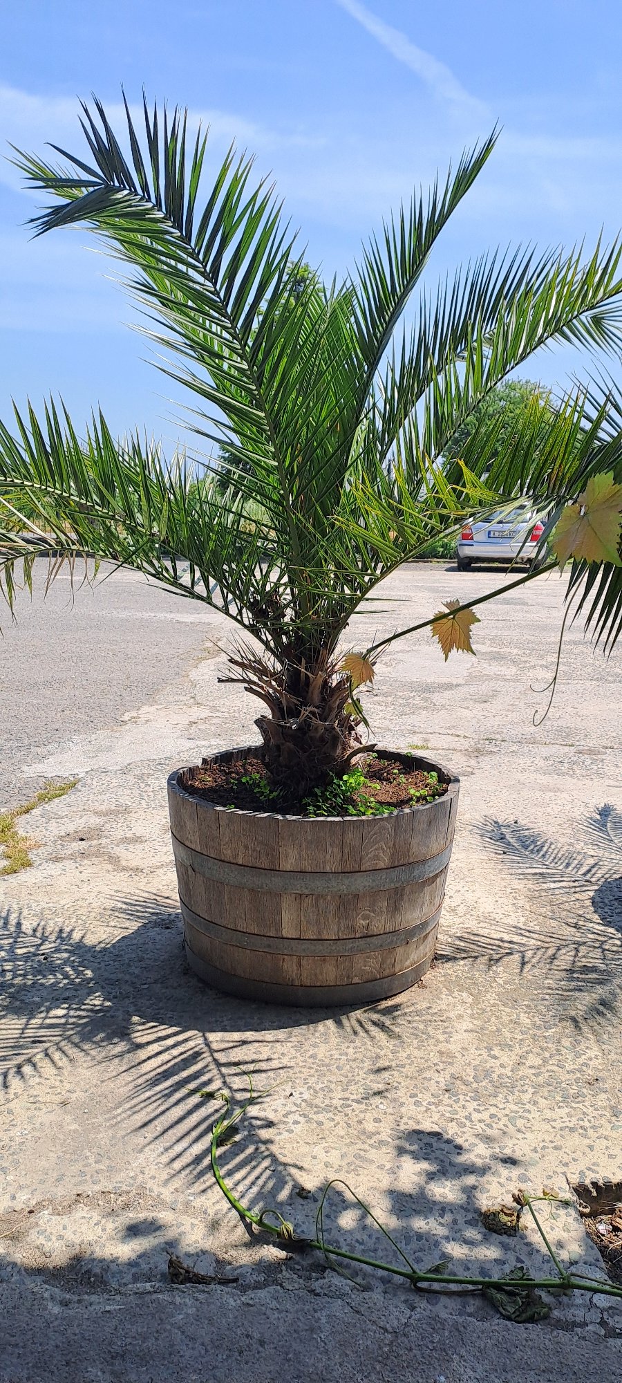 Palm trees in wooden planters documented in Velika, Bulgaria