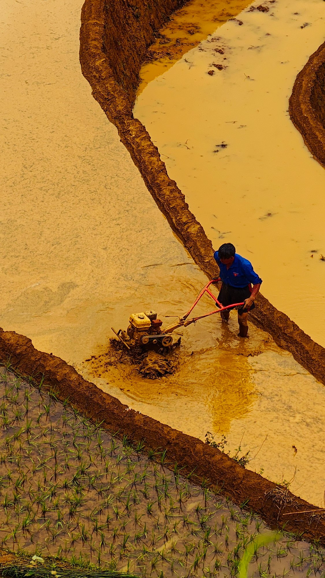 Dawn rice farming captured in Vietnam's terraced paddies