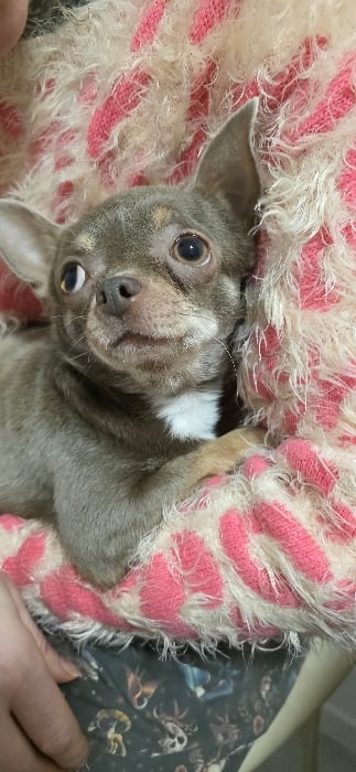 Saint Petersburg residents share quiet domestic moments with chihuahua