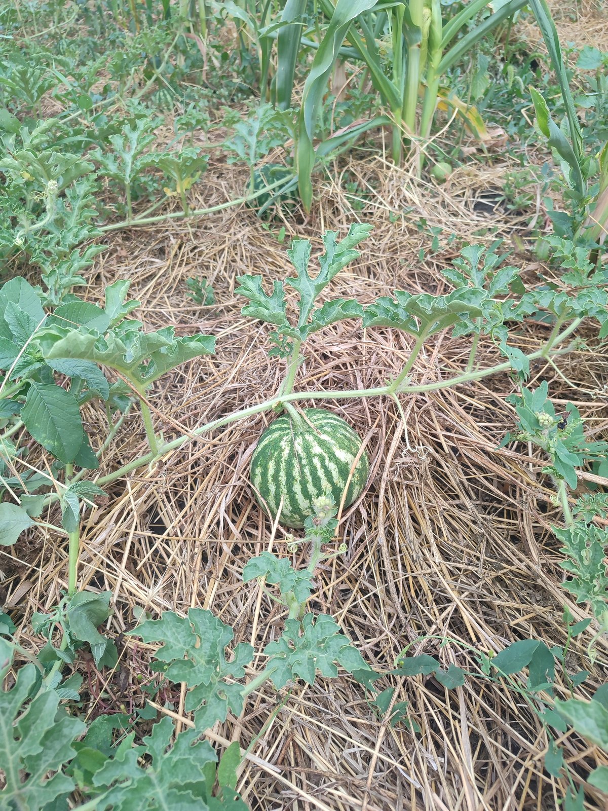 Young watermelons growing among vines and corn in a garden patch