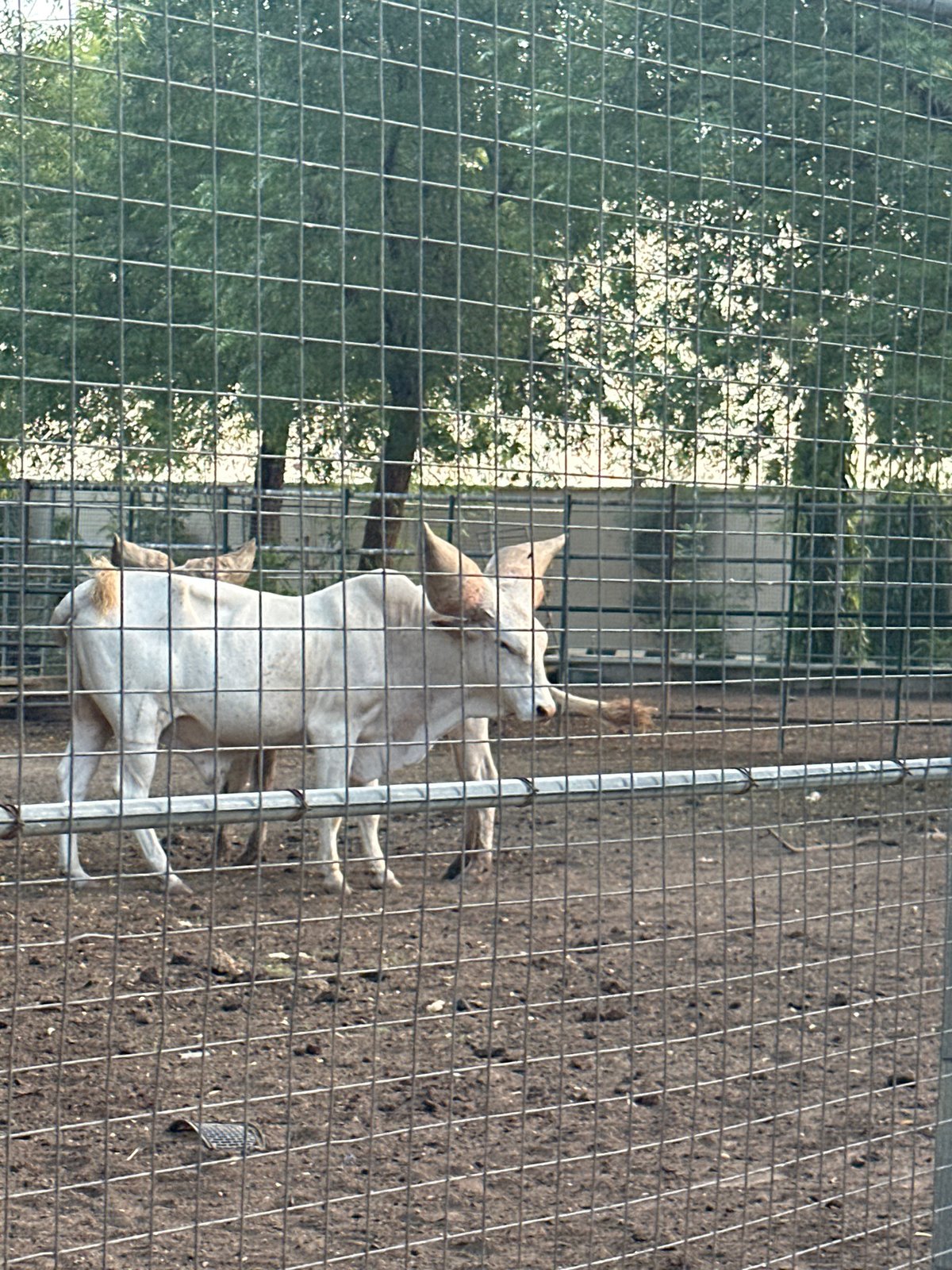 Modest zoo enclosures and animal murals near Dikko Stadium, Nigeria