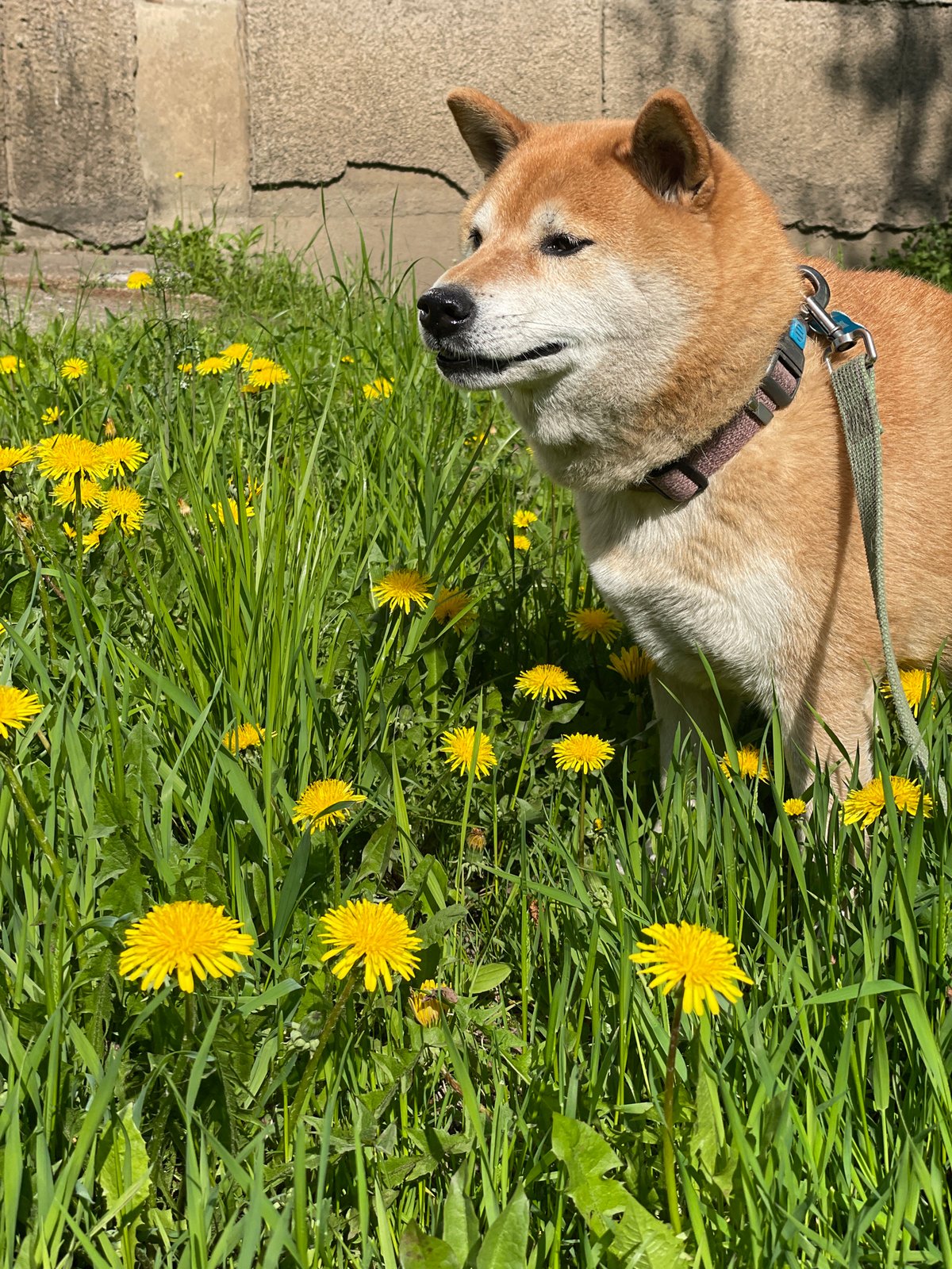 Spring morning dog walk documented through Zheleznogorsk, Russia