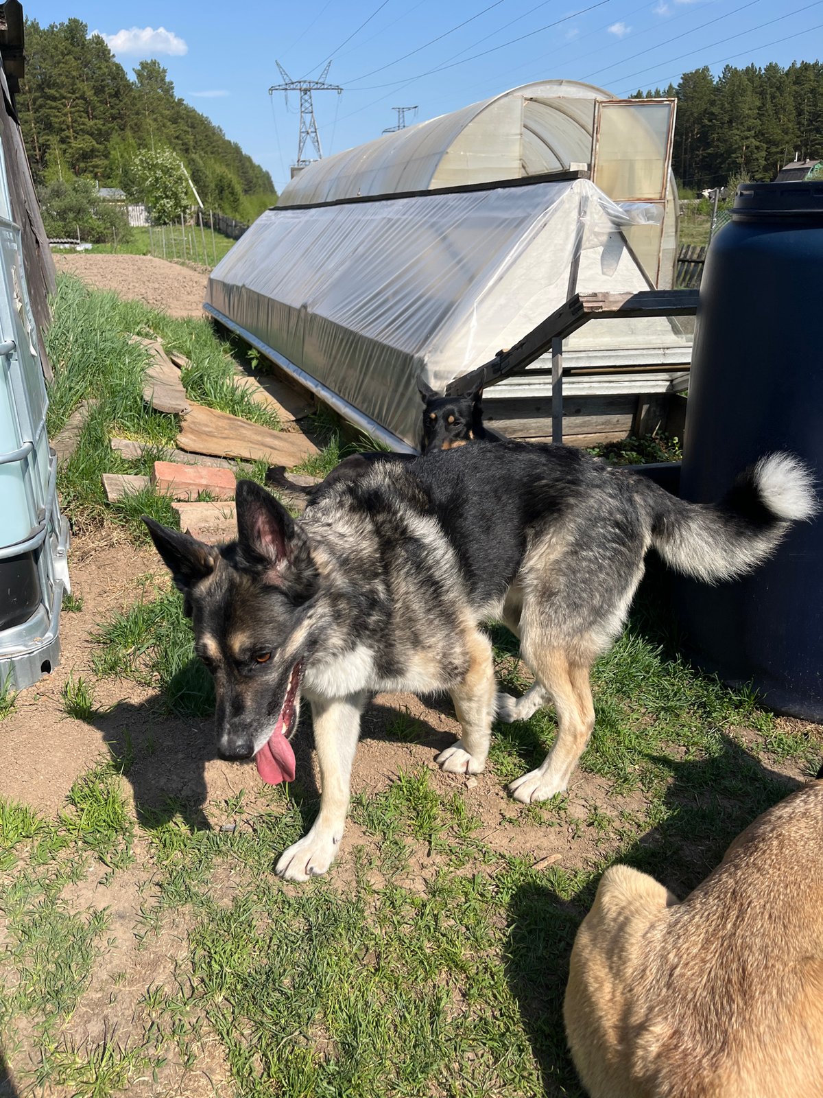German Shepherds play in sunny Russian backyard during spring morning