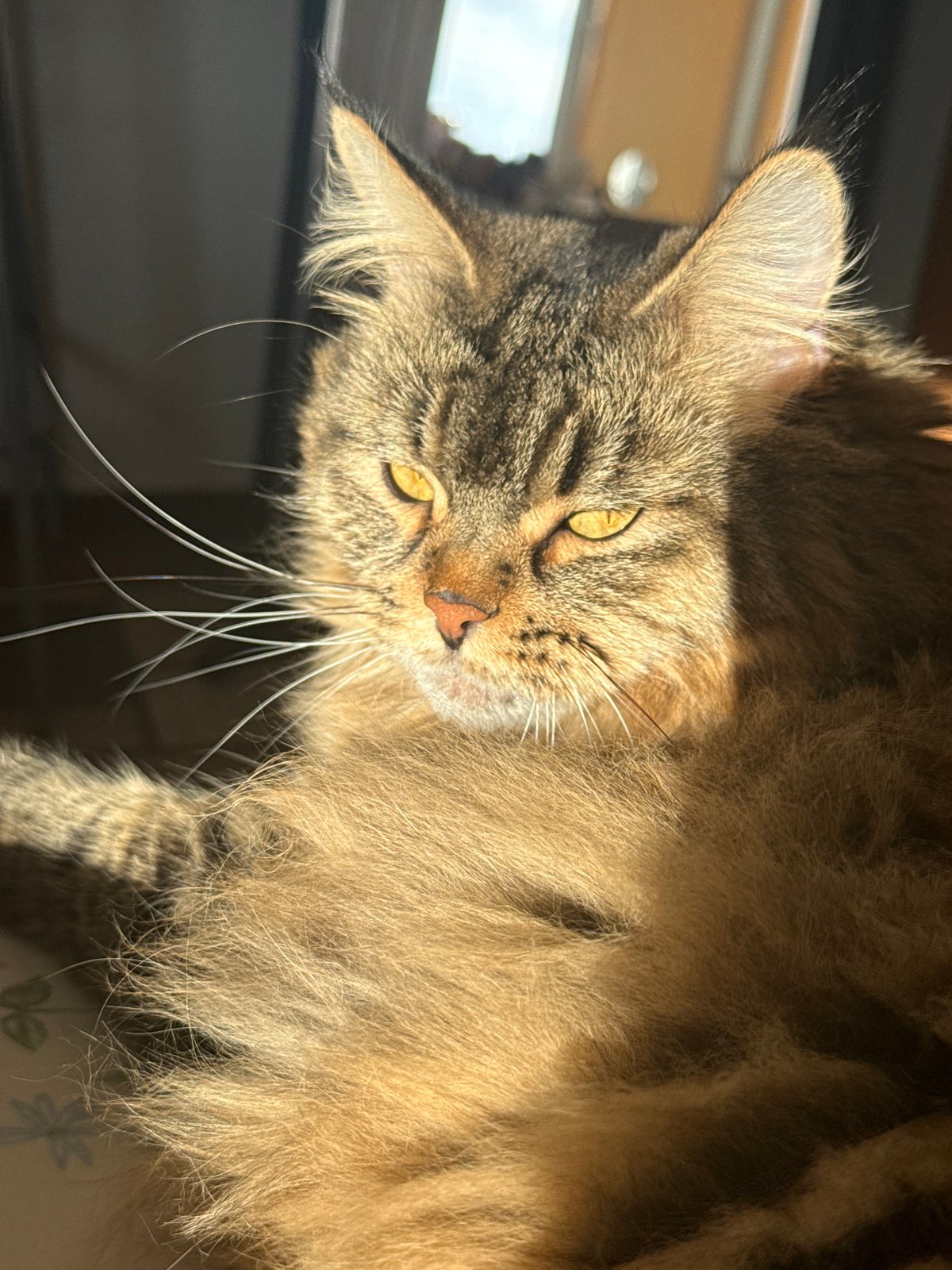 Tabby cat photographed in sunlight in Izhevsk home