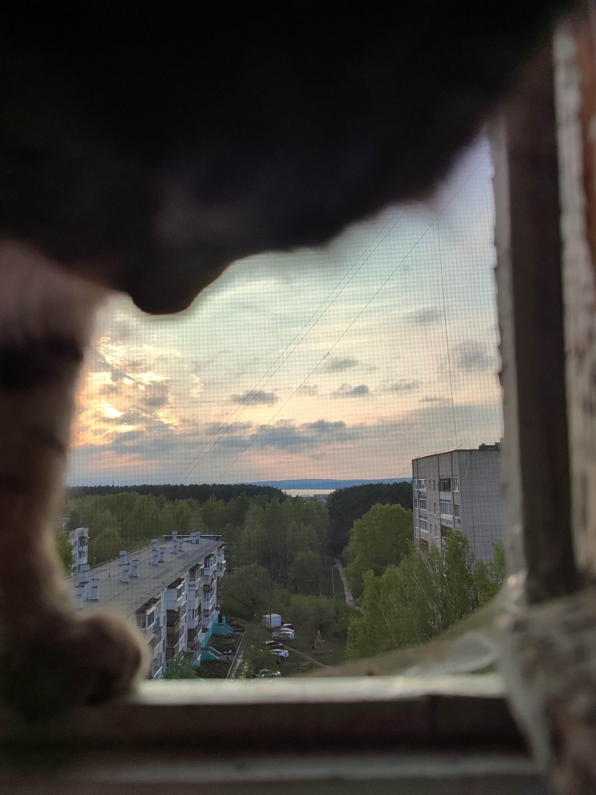 Tabby cat observed at window overlooking urban residential area