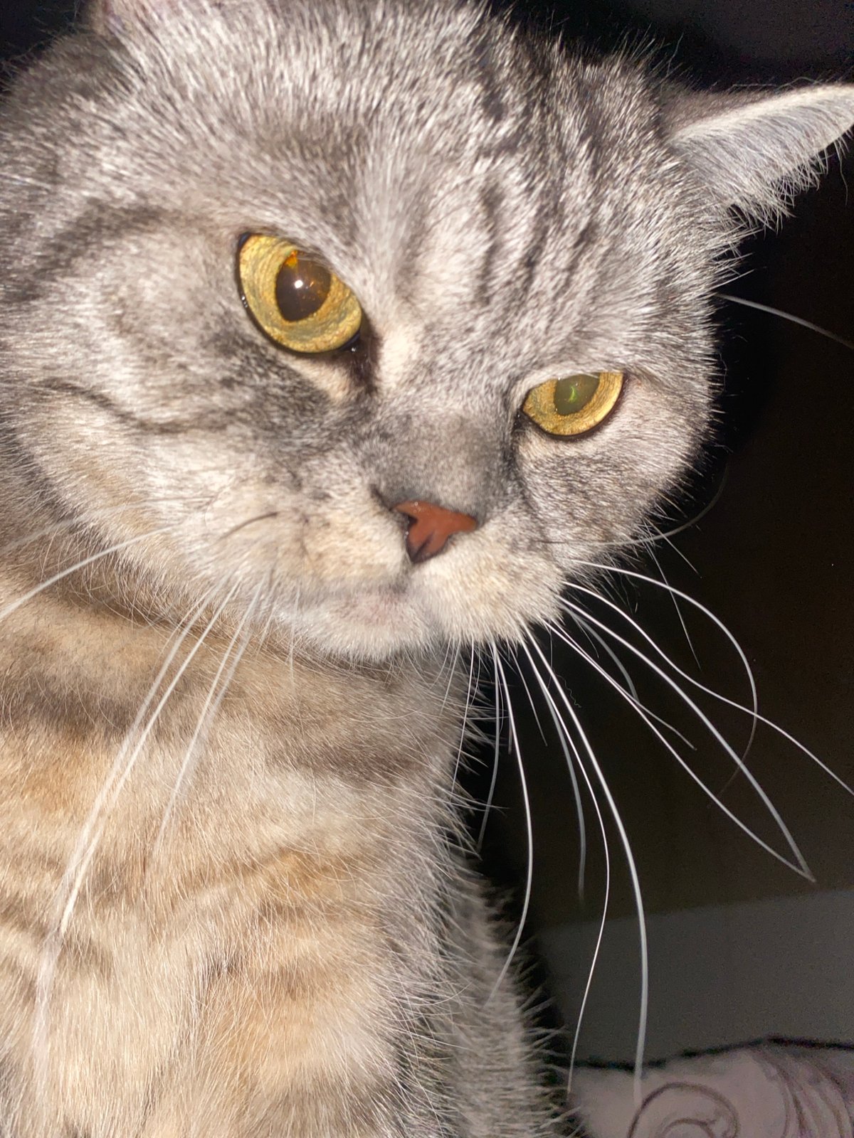 Gray tabby cat photographed in Chaikovsky, Russia
