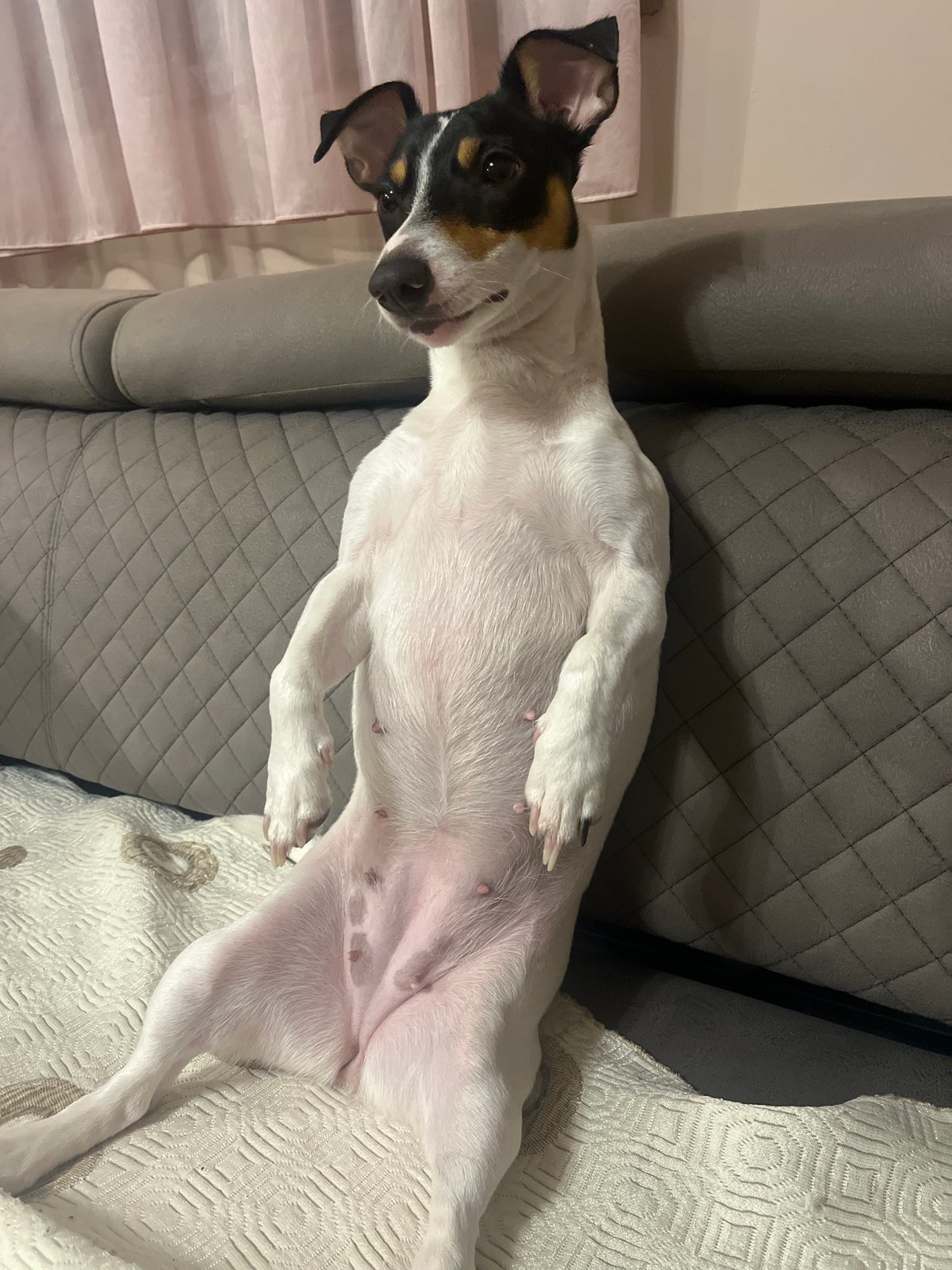 Small dog rests upside down on sofa in Varna home