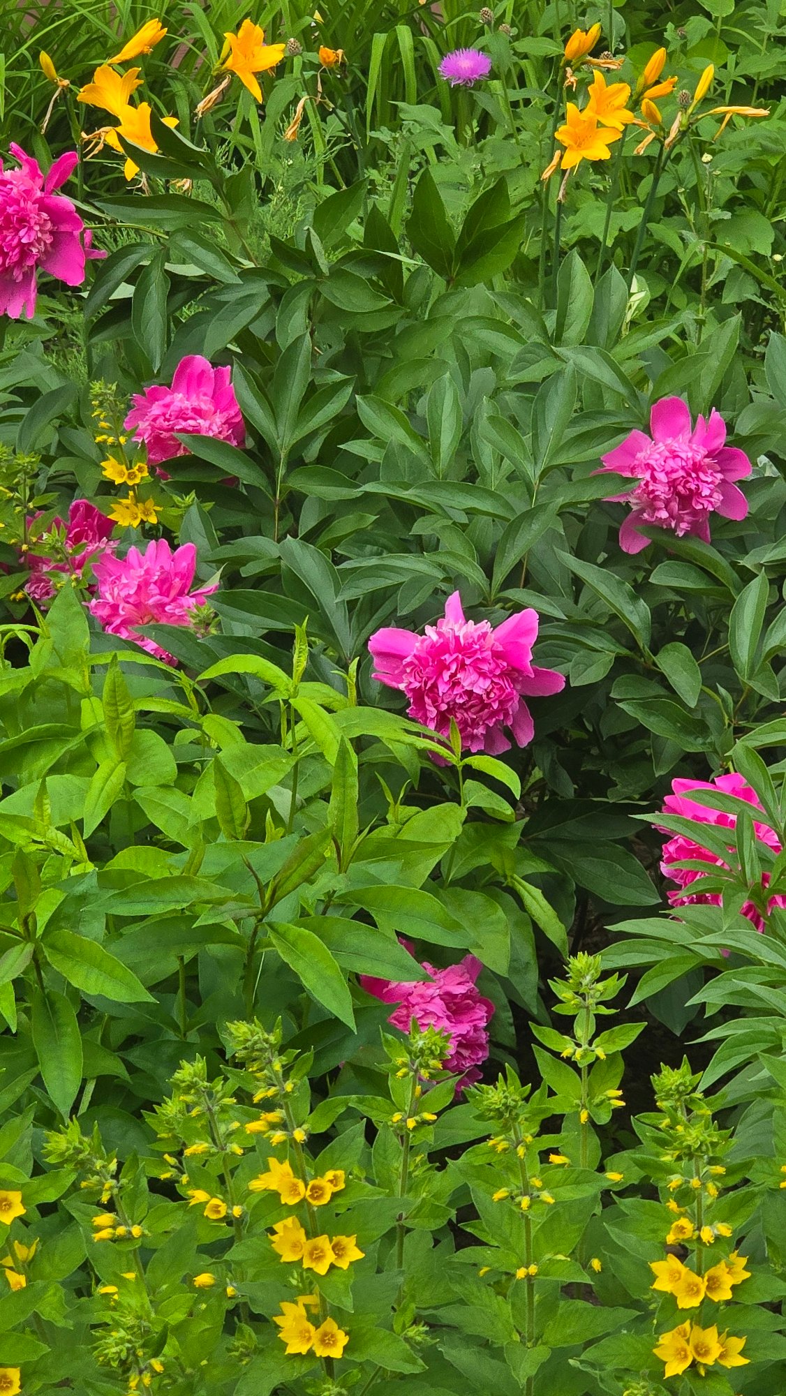 Garden documentation captures diverse flowering plants across residential areas