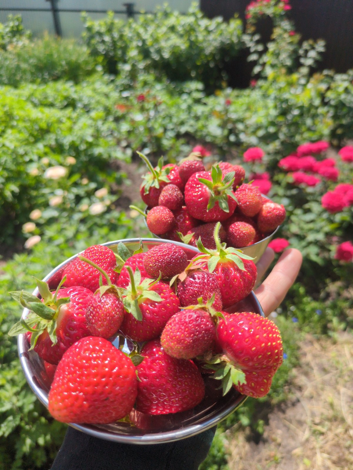 Summer morning in a Kulebaki garden and home