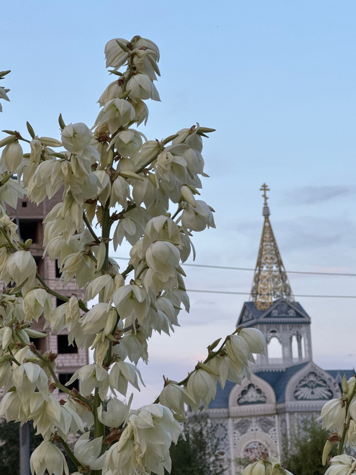 City stroll: construction, blooms, a dog, and passing aircraft