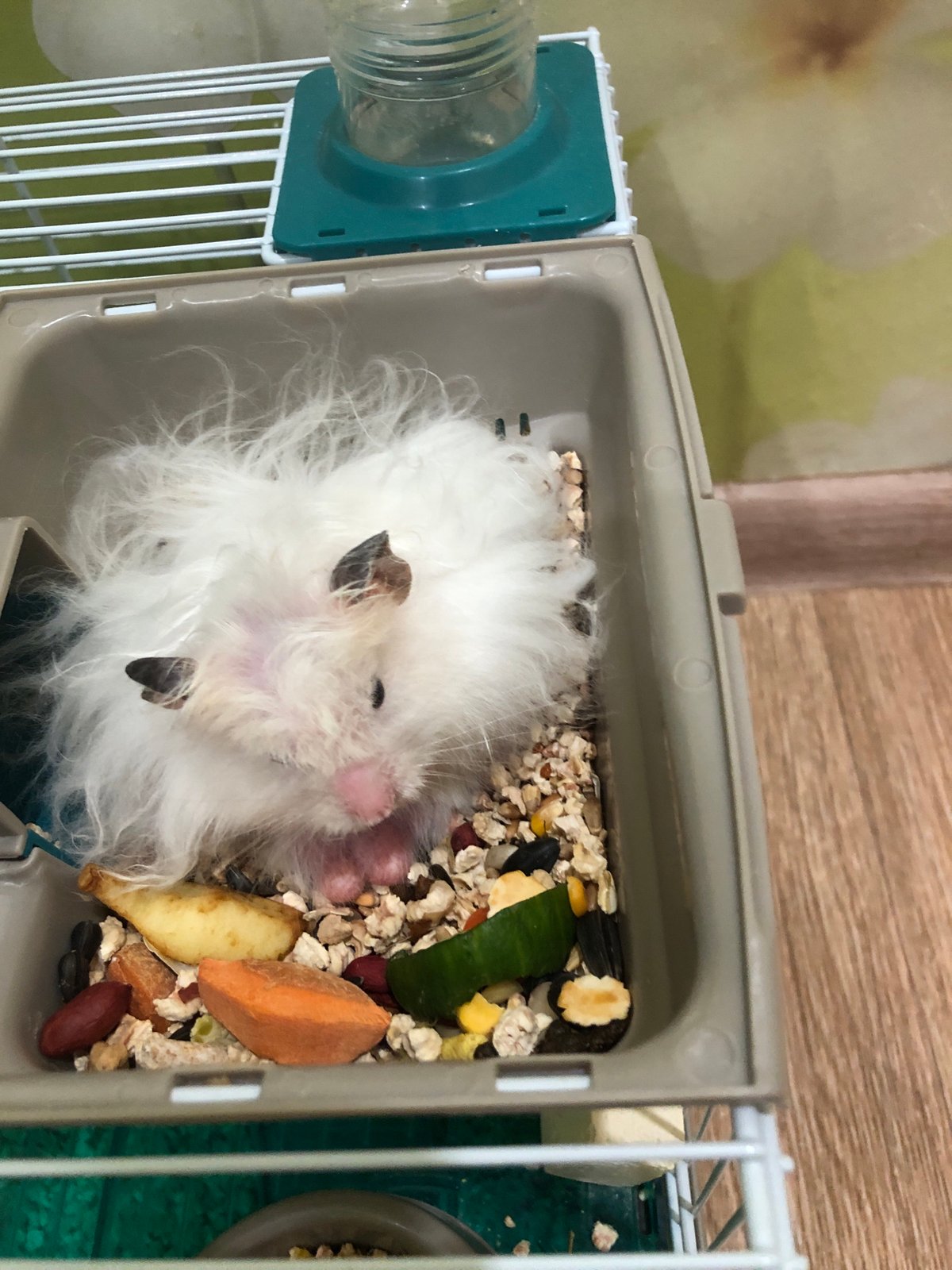 Hamster at home, city at dusk — a Solikamsk evening