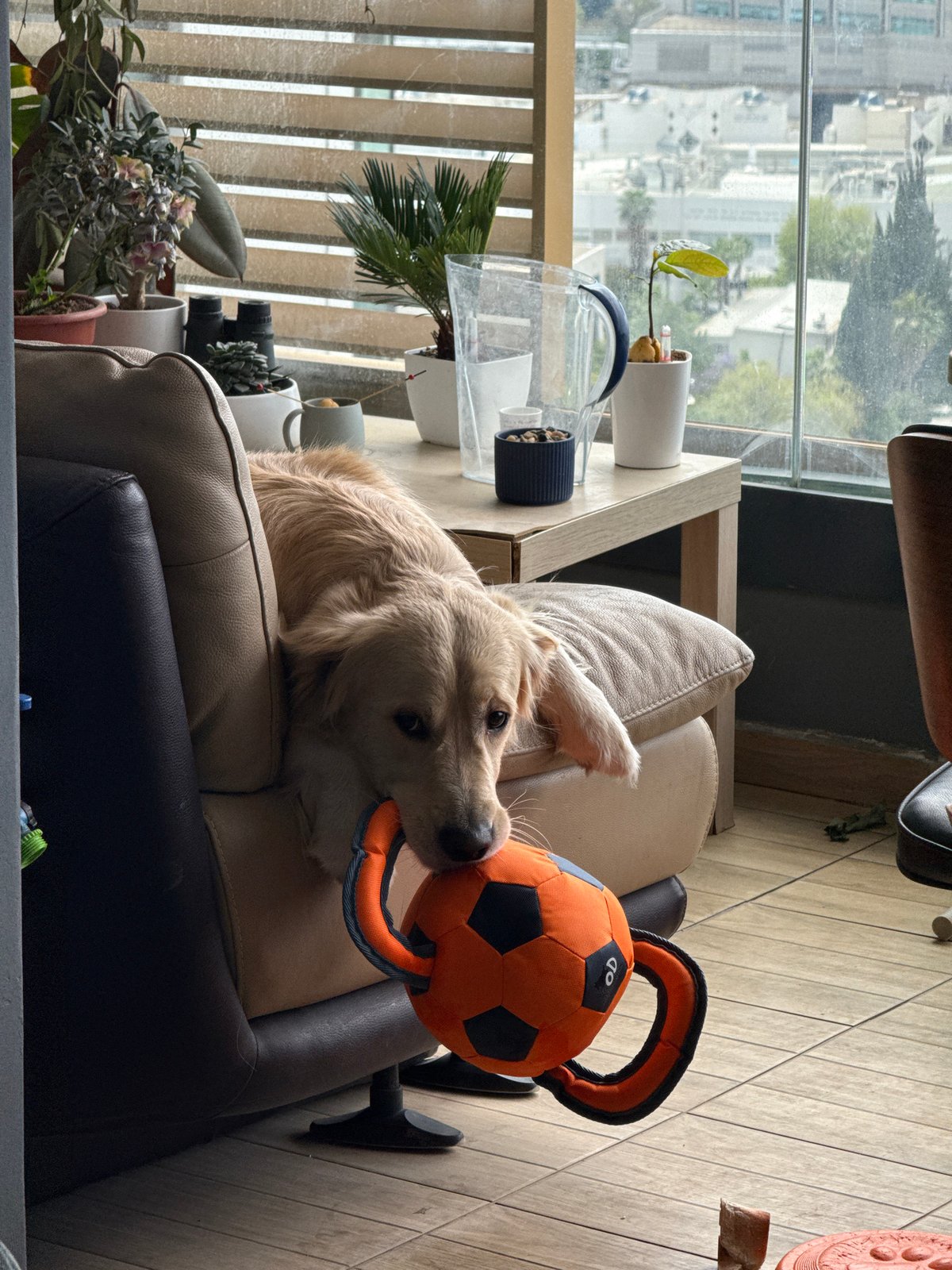 Golden Retriever plays with toy in Tel Aviv home