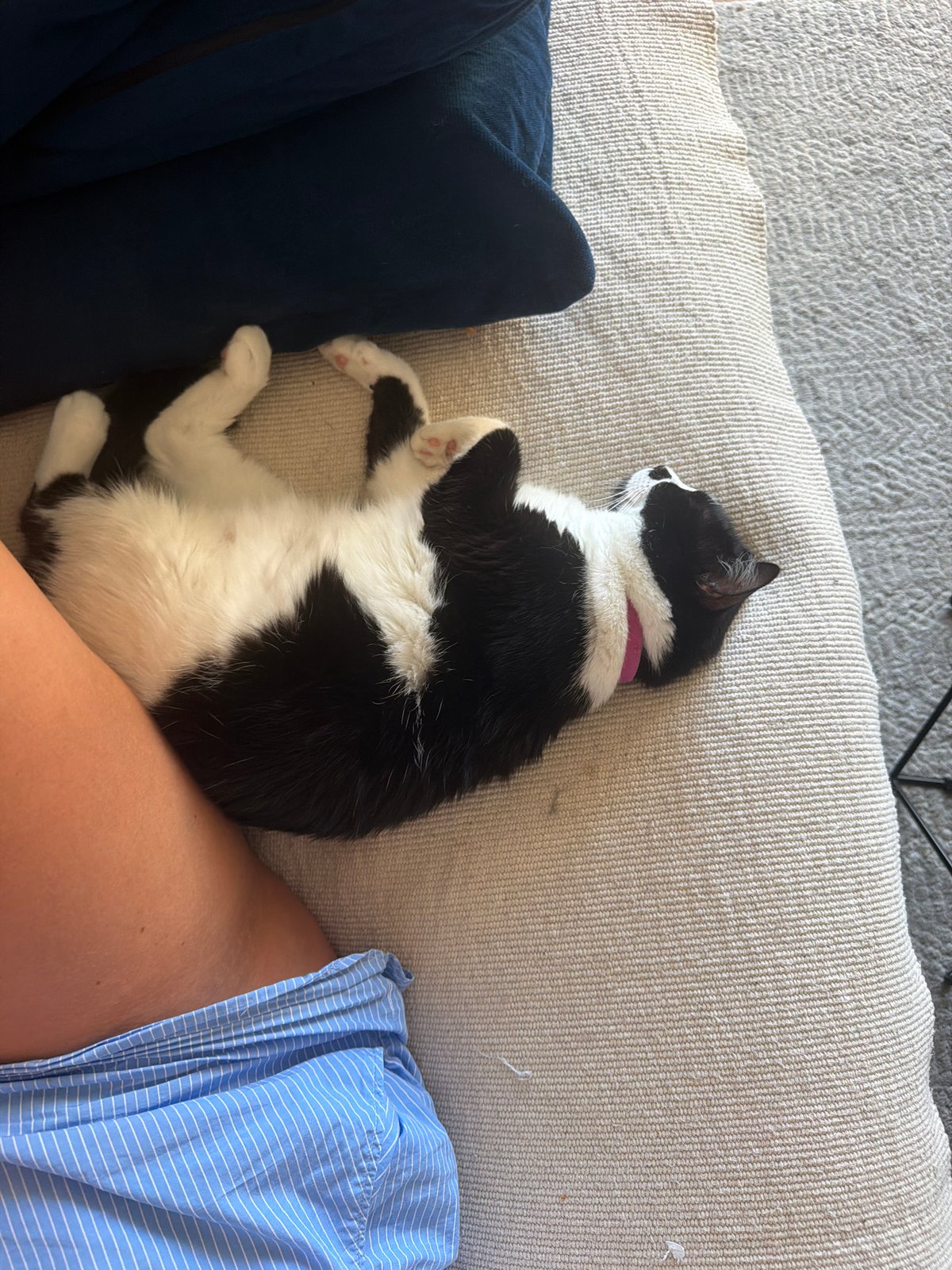 Cat and human sharing a relaxed afternoon indoors in Belgrade