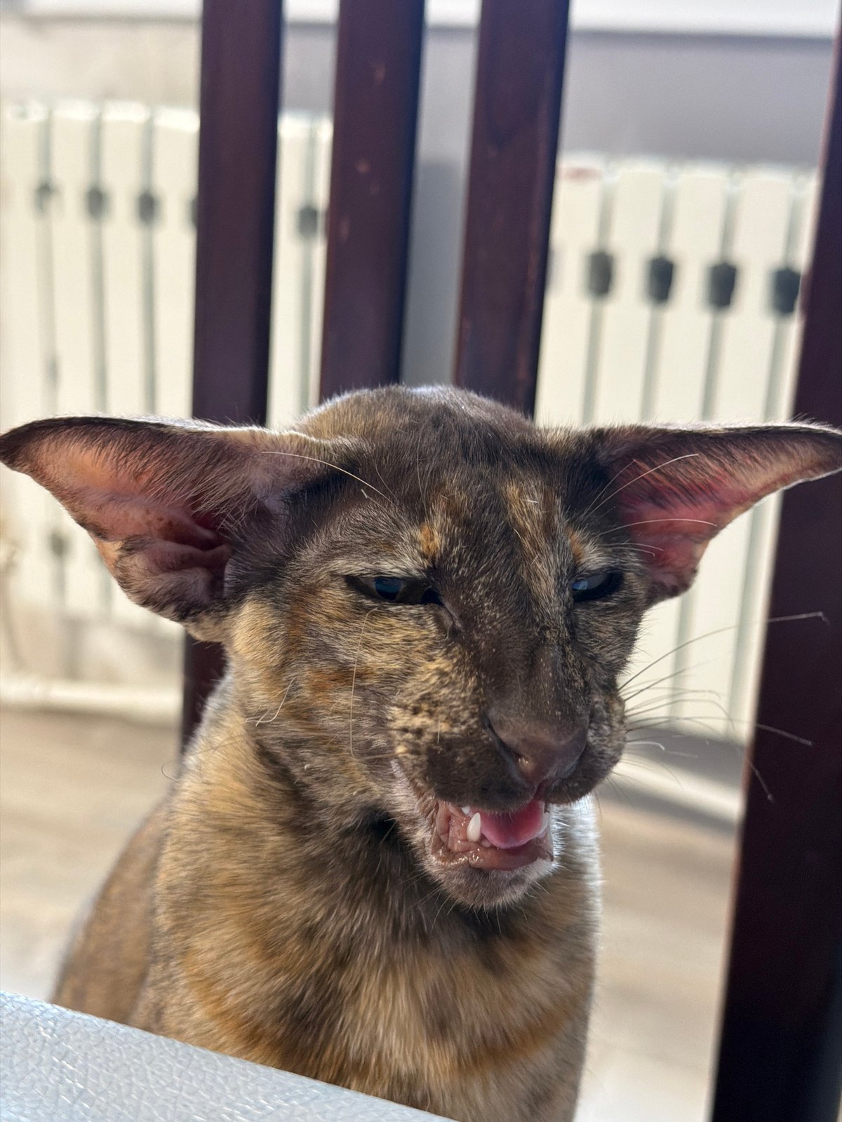 Cats, strawberries, and goofing around at home in Chaikovsky