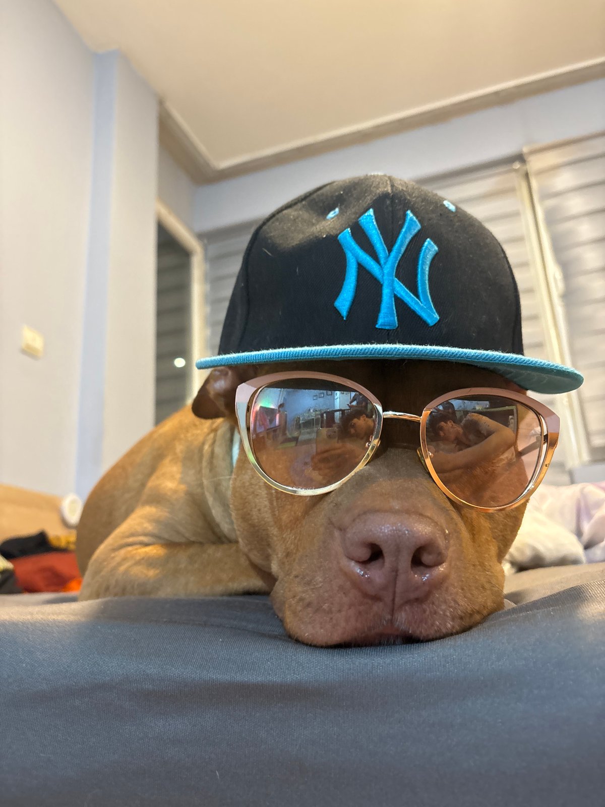 Stylish dog photographed wearing sunglasses and cap in Sofia