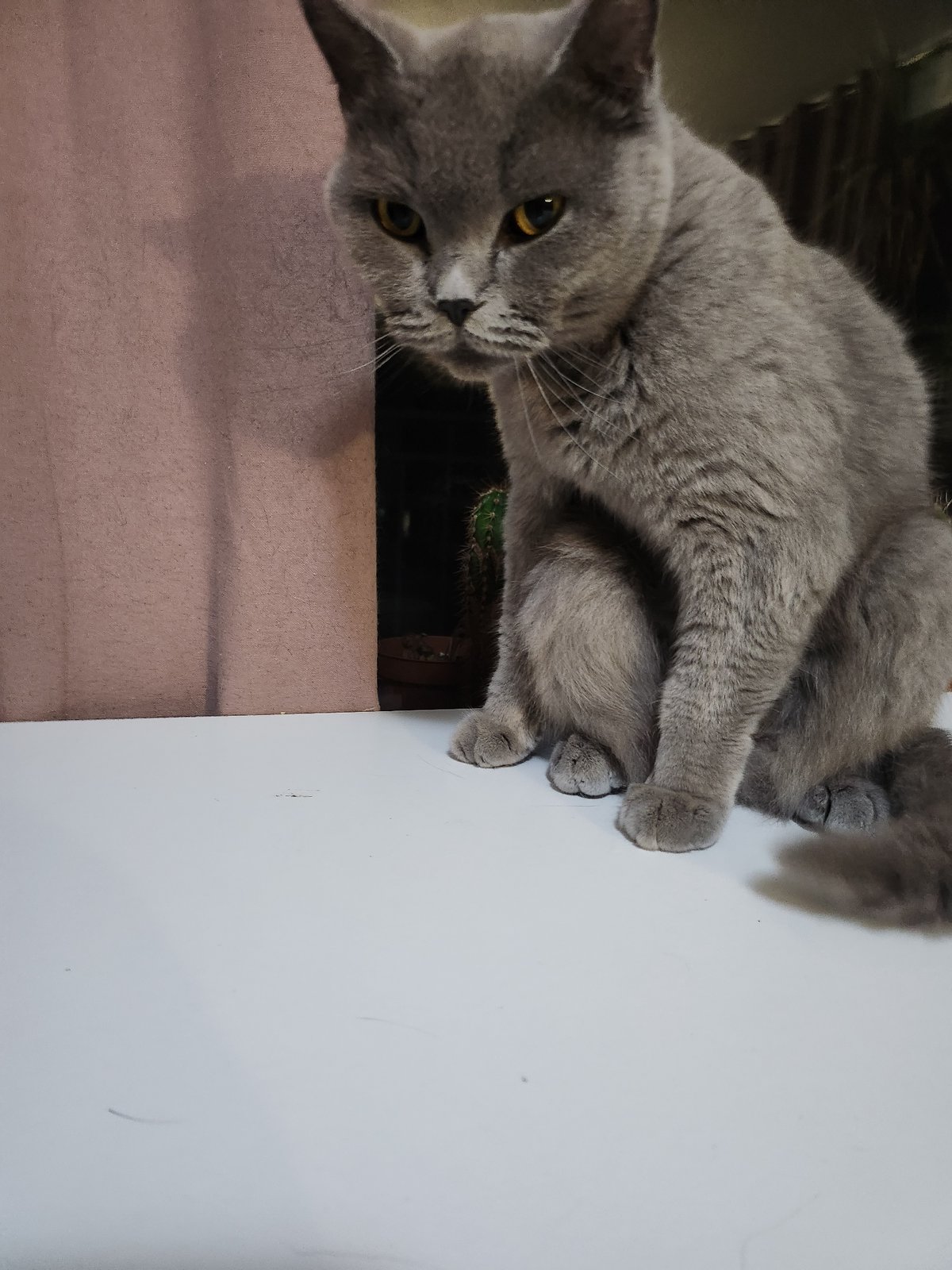 British Shorthair cat photographed extensively around a Tsarevo apartment