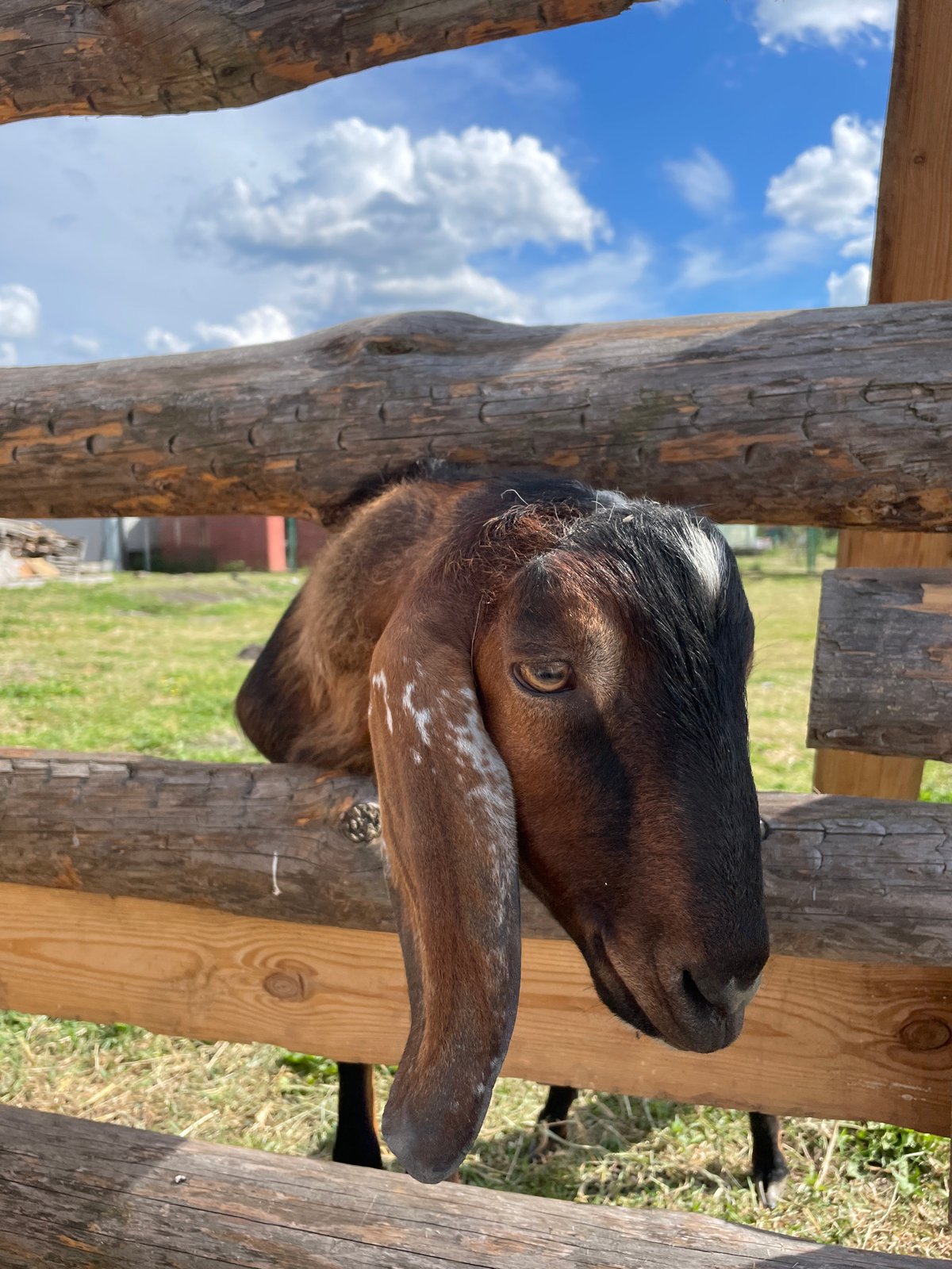 Rural life captured in Belarusian village: goat, tart, dirt road