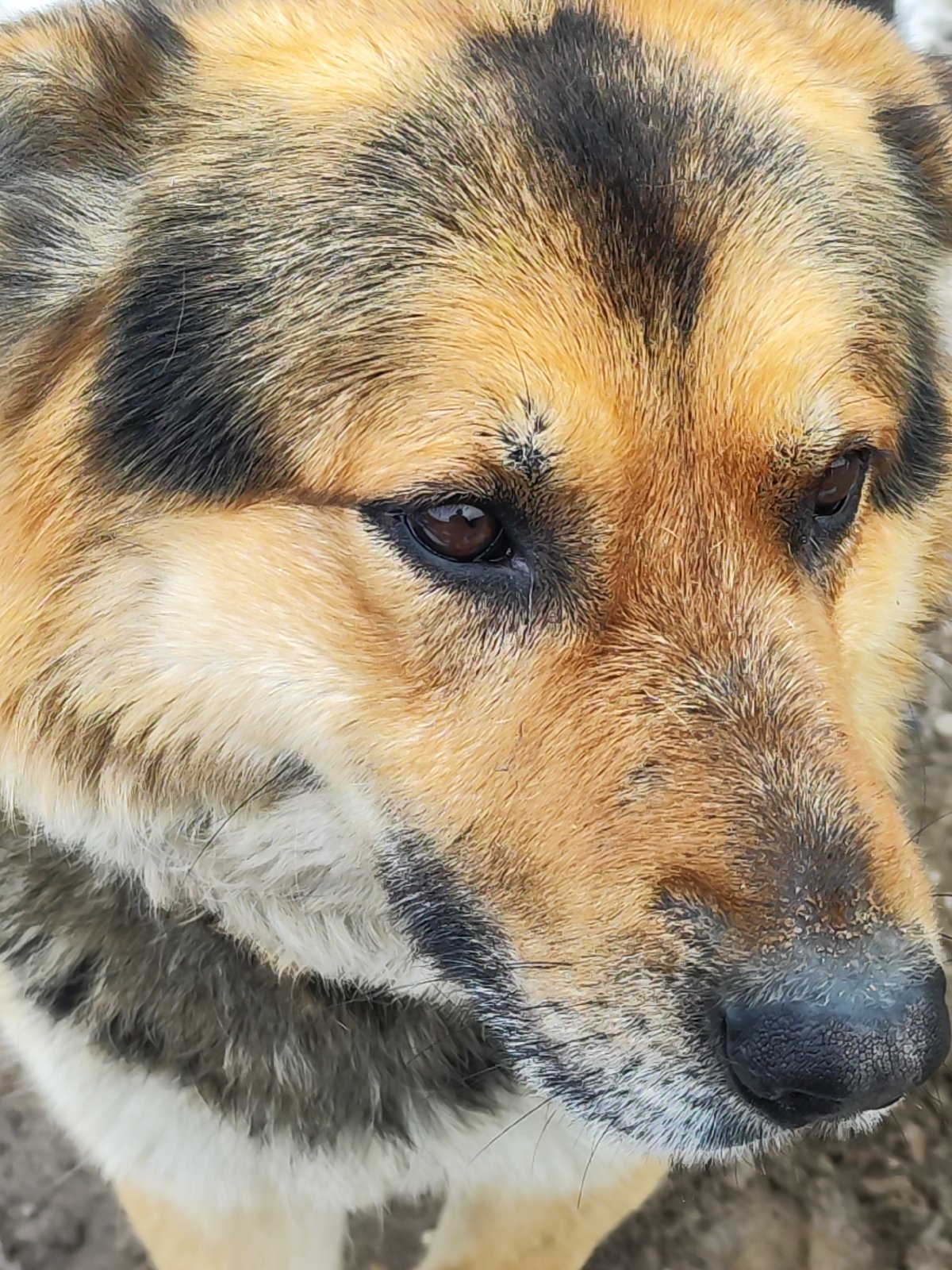 Dog portraits, winter scenes, birthday moment documented in Chaikovsky