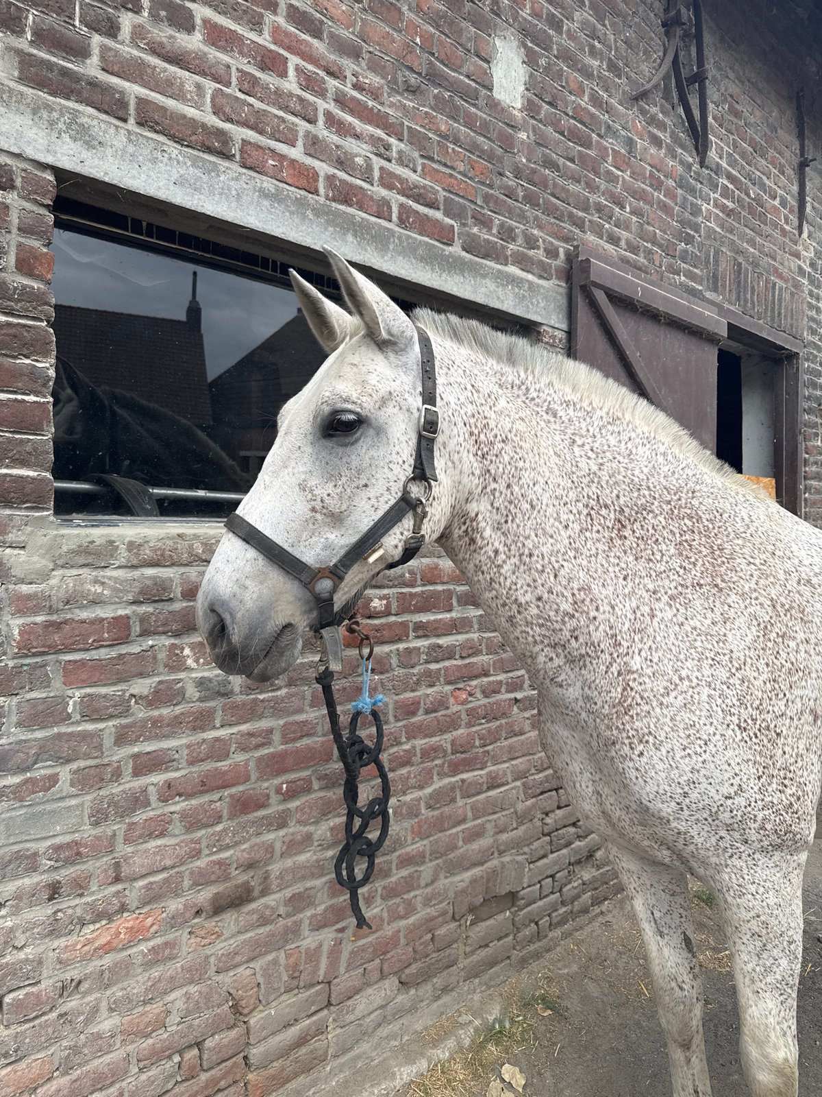 Dappled gray horse outside a brick building in Estaimpuis