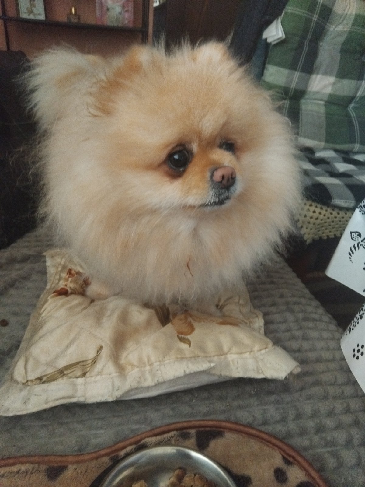 Pomeranian dog resting and feeding at home in Bulgaria