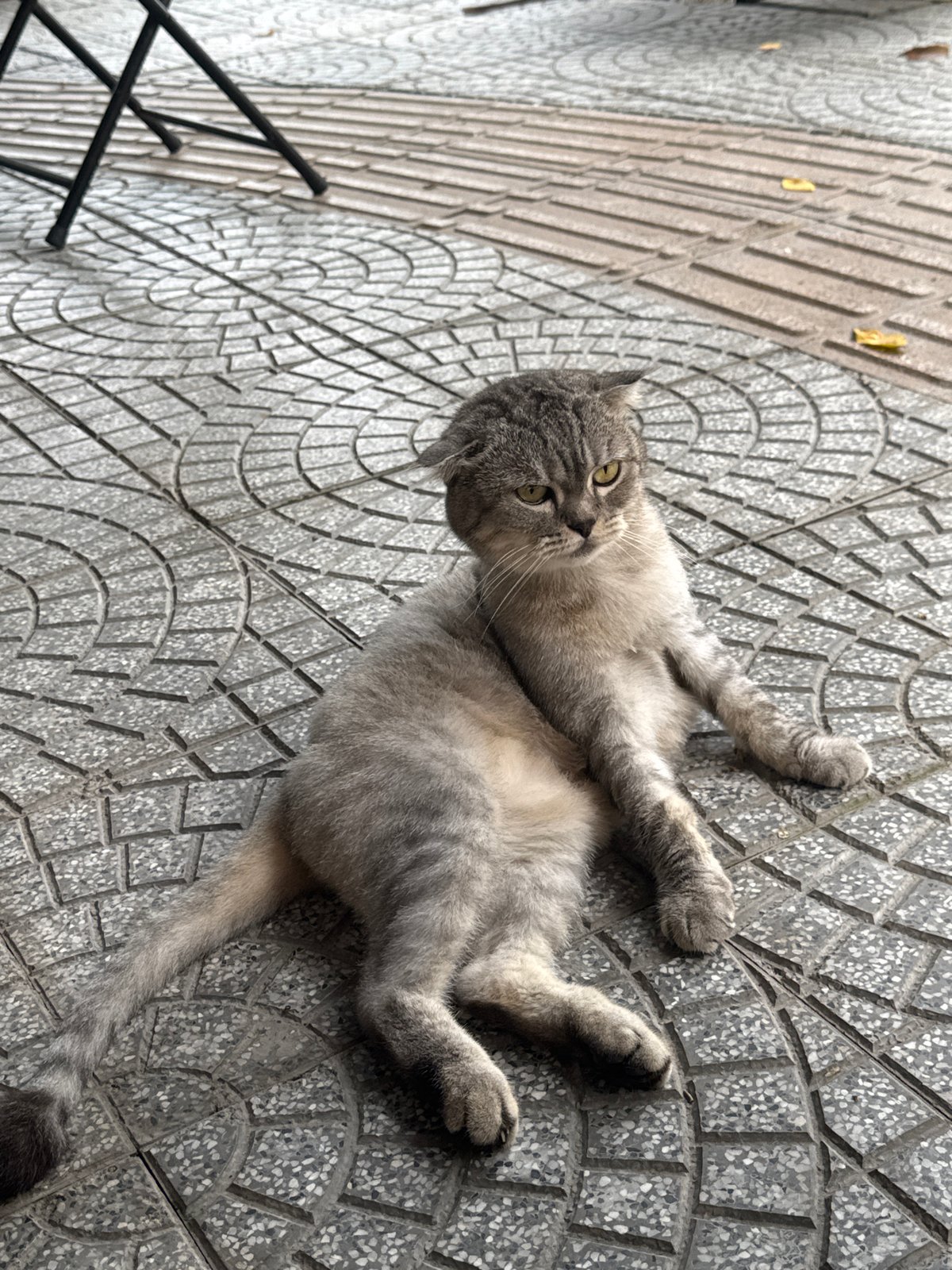 Gray cat grooming on sidewalk outside Đà Nẵng cafe