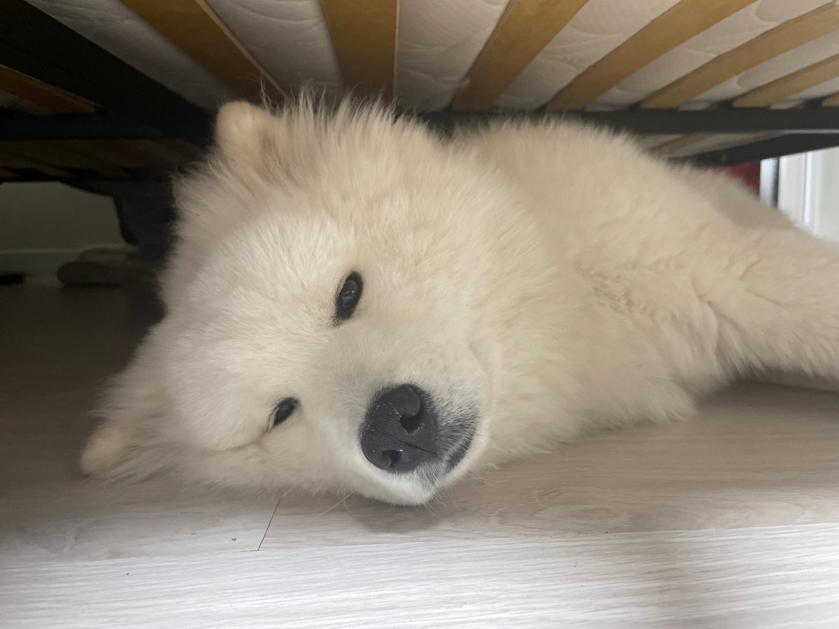 White Samoyed-type dog photographed upside down from low angle