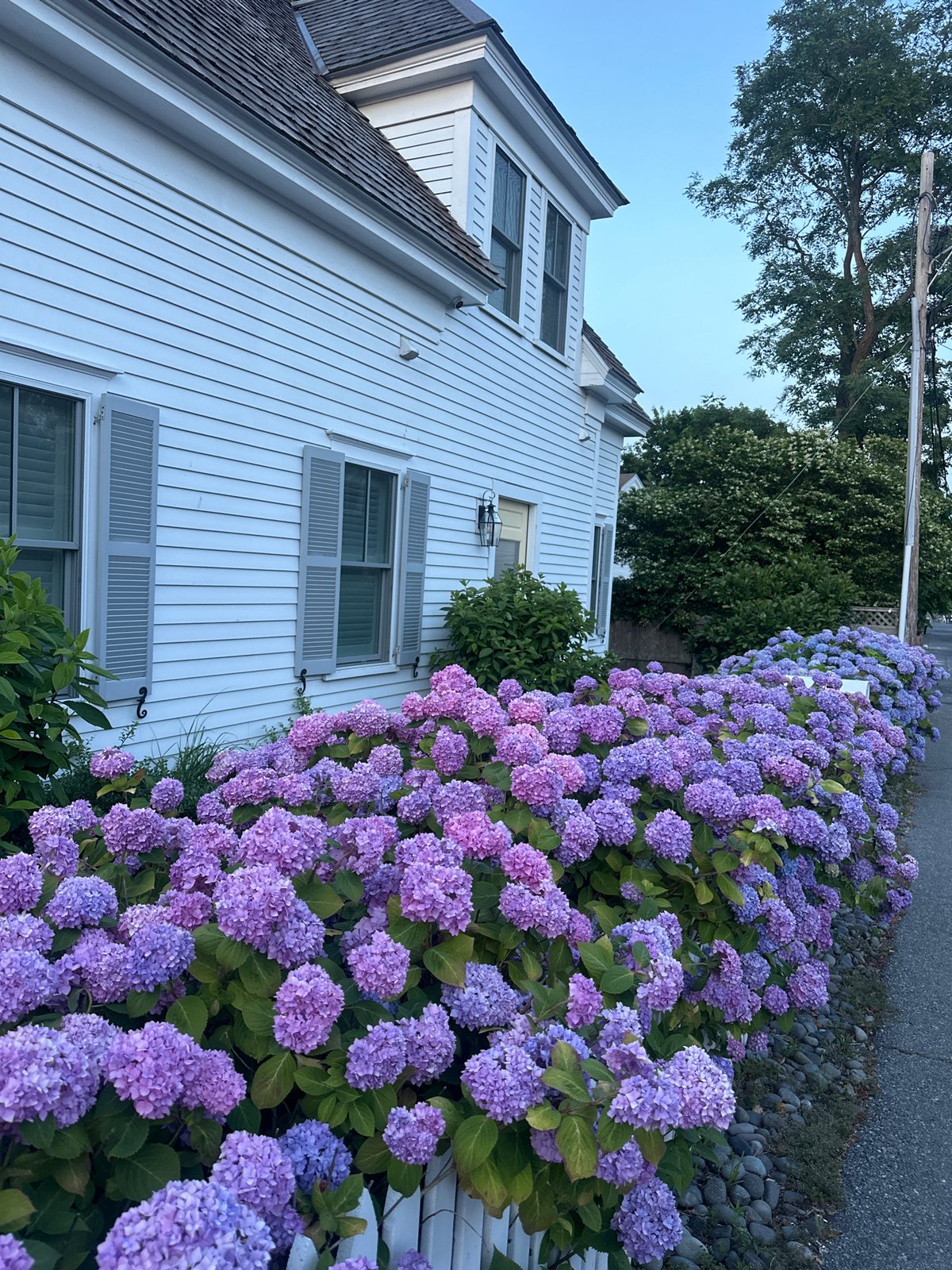 Provincetown summer streetscape with blooming hydrangeas and classic architecture