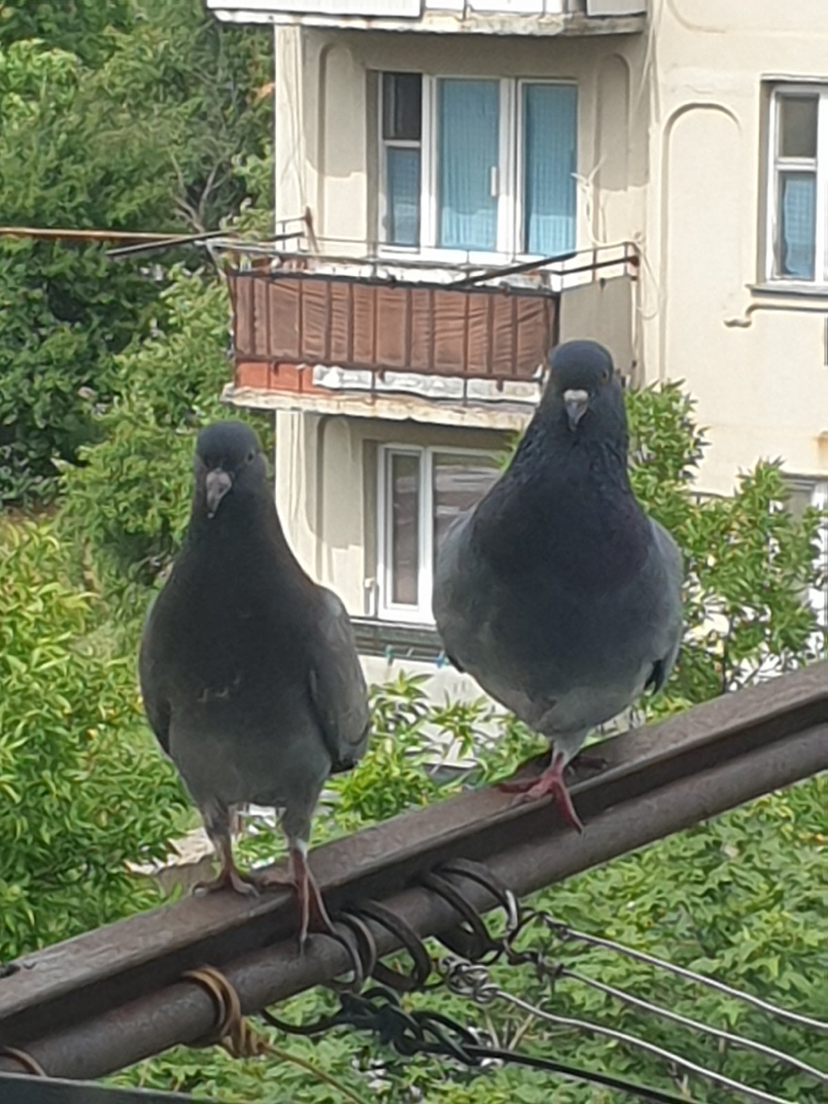 Pigeons, bread dough, and a music screen in Ananiv