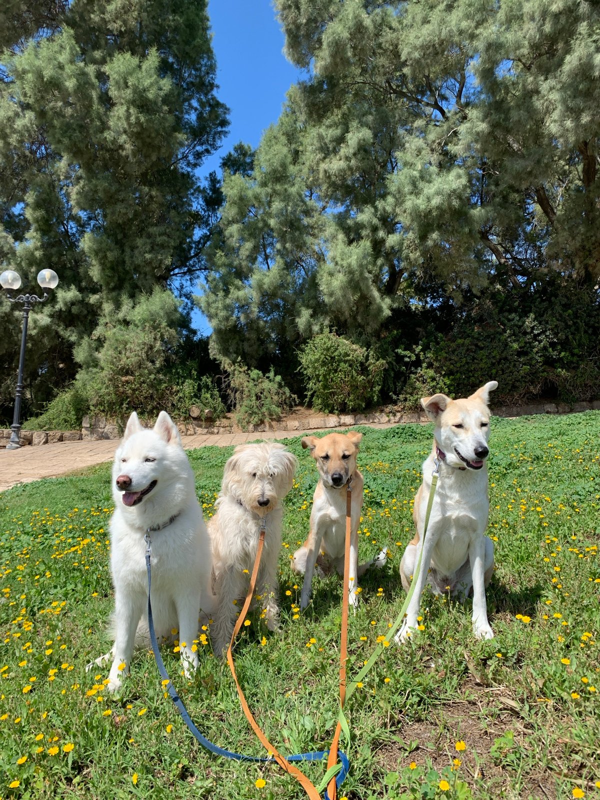 Dogs and cats spotted around Tel Aviv neighborhood
