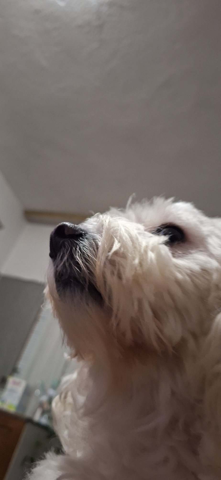 Quiet afternoon moments with pet dog captured in Bulgarian home