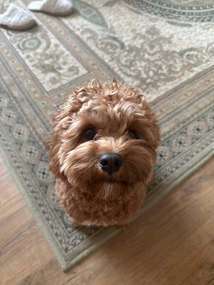 Russian resident documents daily life with pet dog